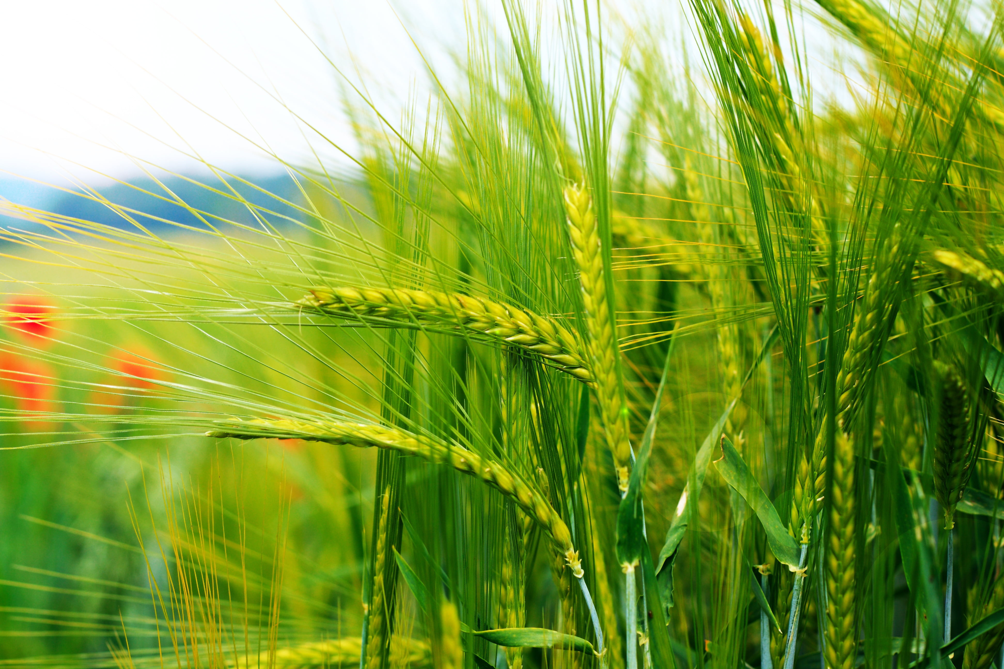 Closeup photography of green wheat field HD wallpaper | Wallpaper Flare