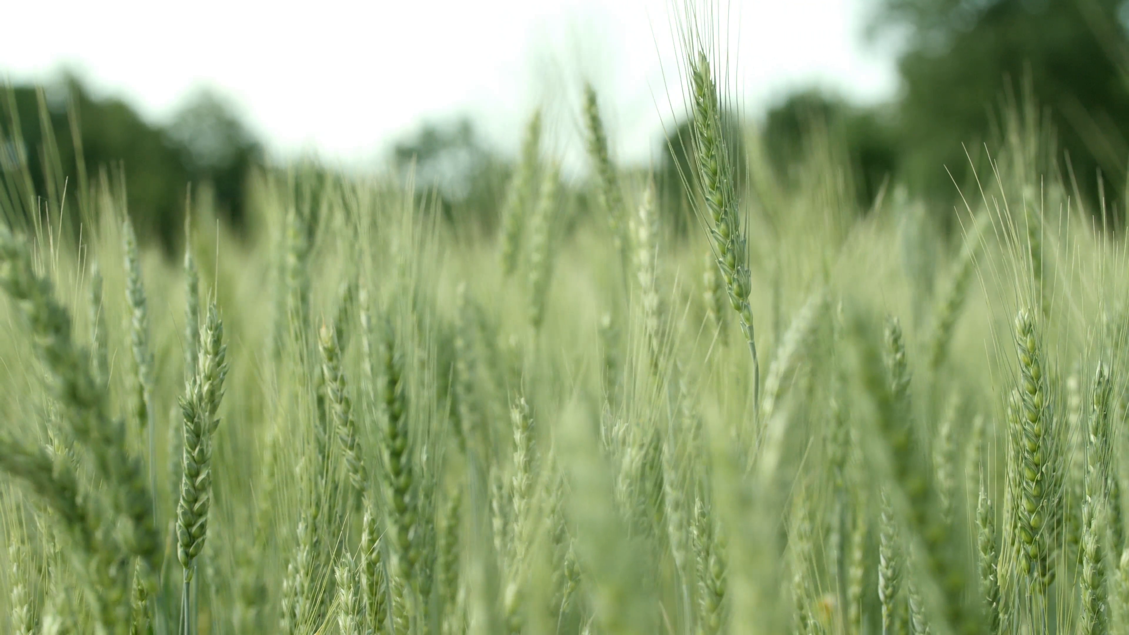Close-up of a green wheat field, shallow depth of field Stock Video ...