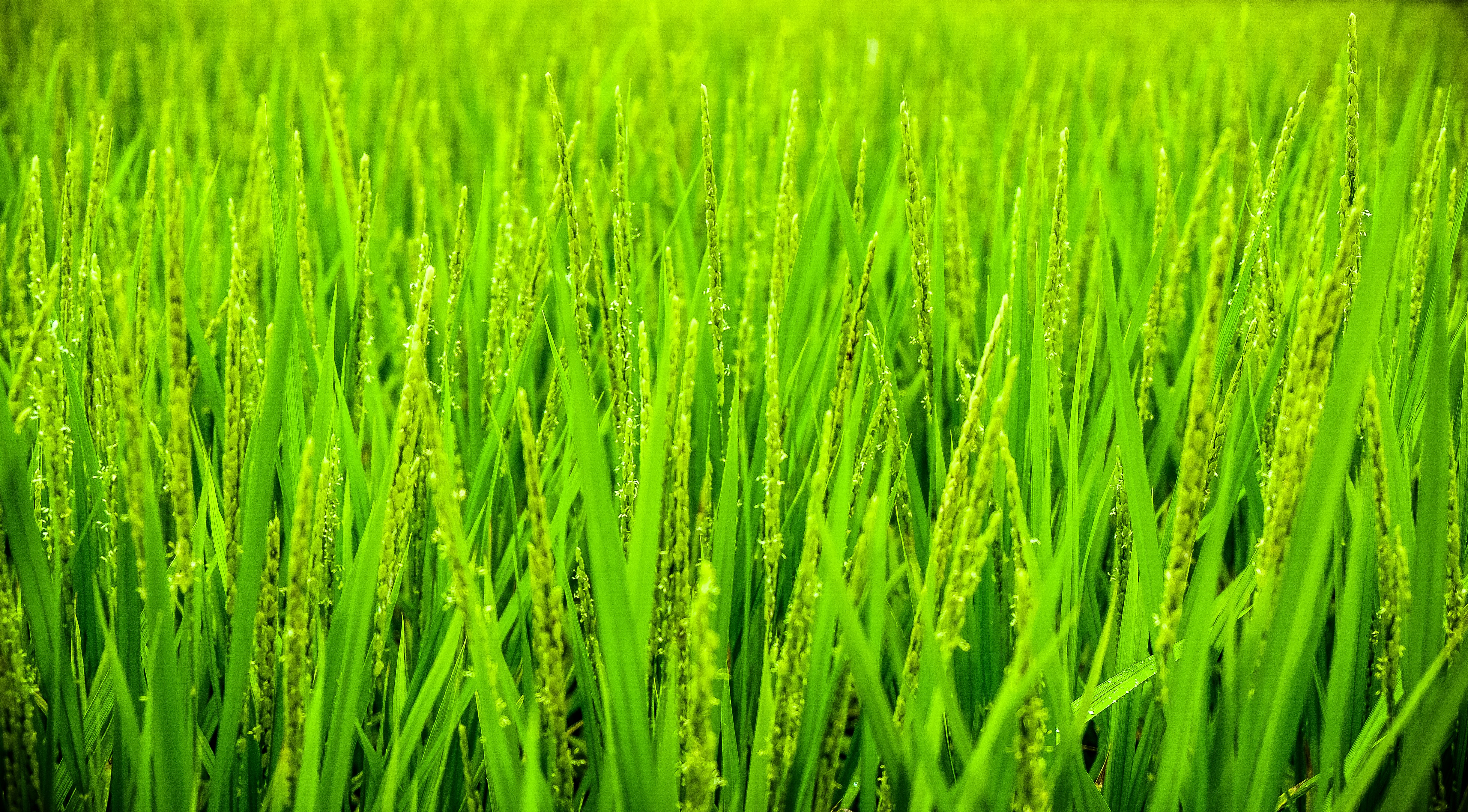 Green wheat field during daytime photo