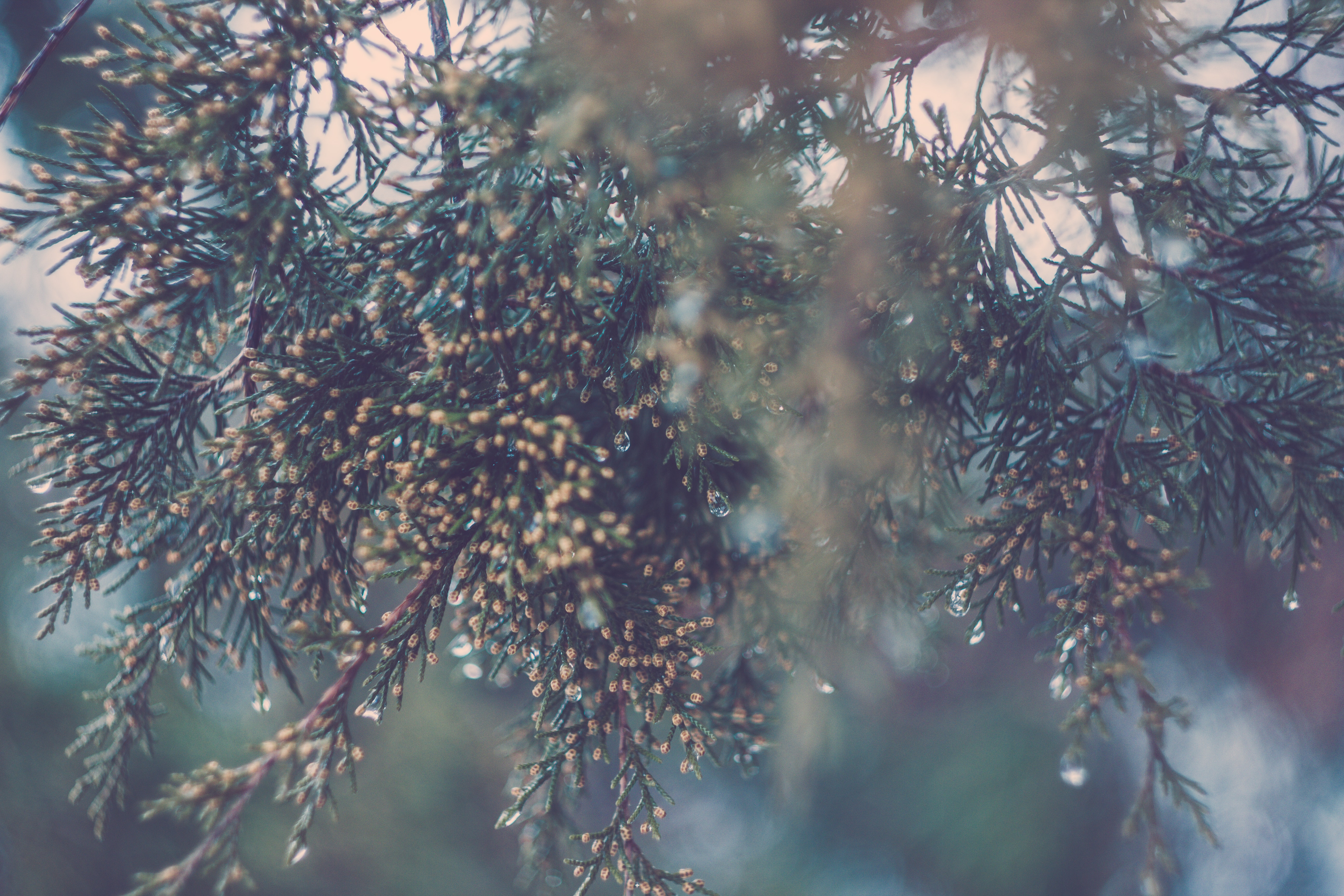 Green White and Yellow Christmas Ornament, Blur, Invertebrate, Tree, Spruce, HQ Photo