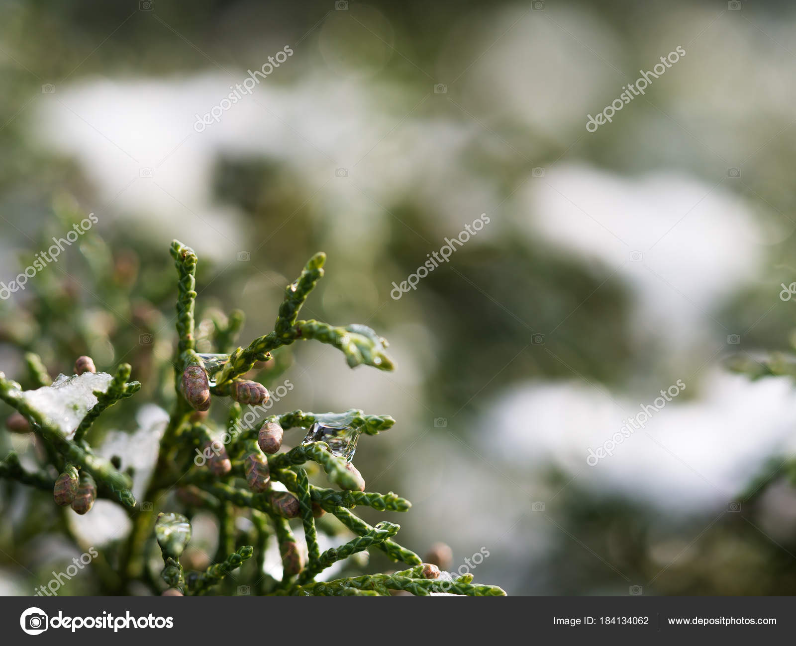 Bush in winter background — Stock Photo © sleepyhobbit@gmail.com ...