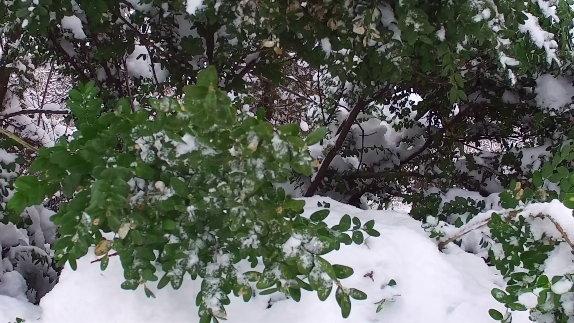 Slow-motion of beautiful bush with green leafs covered in snow in ...