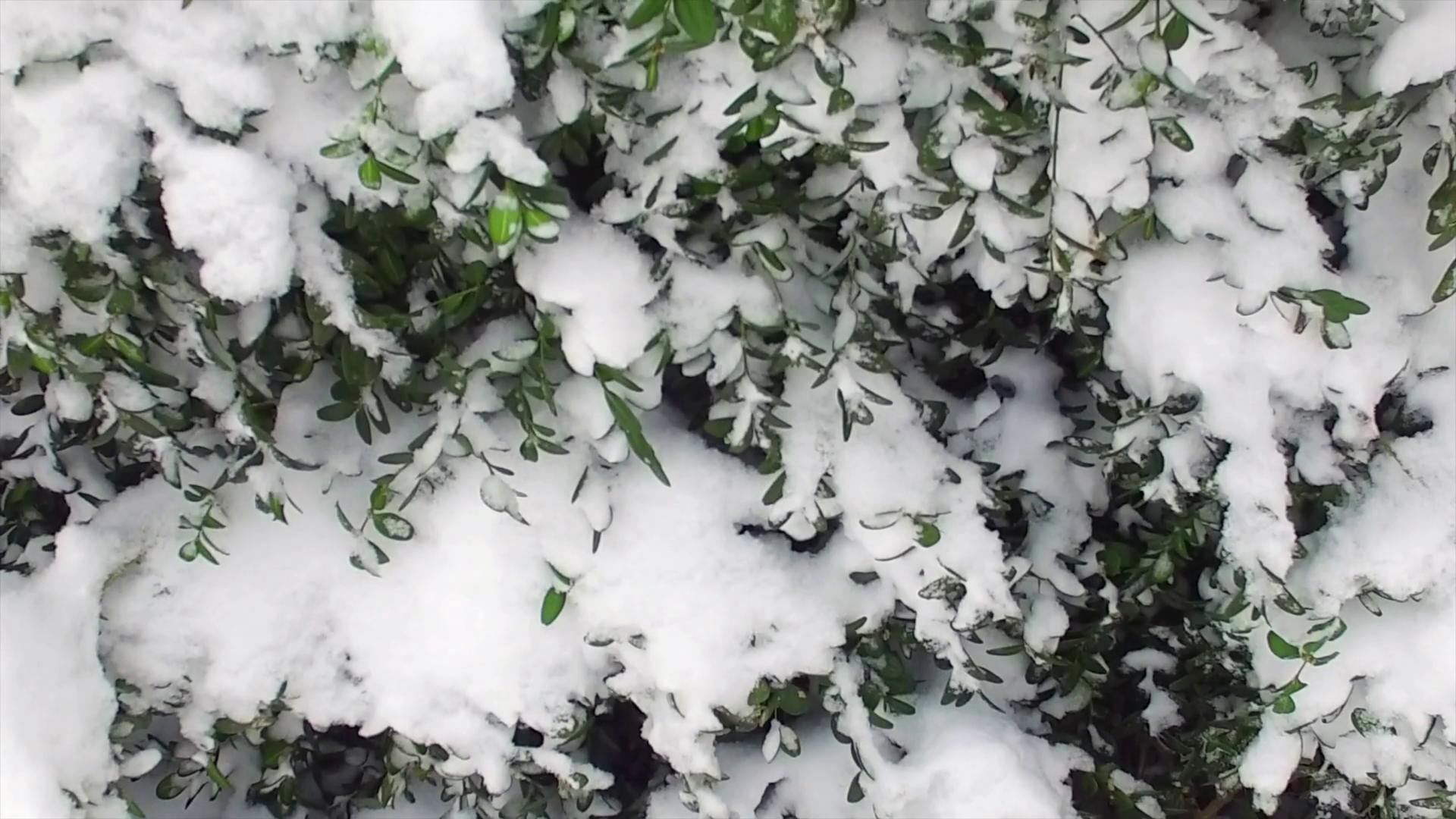 Close up of frozen green bush on a chilly winter day Stock Video ...