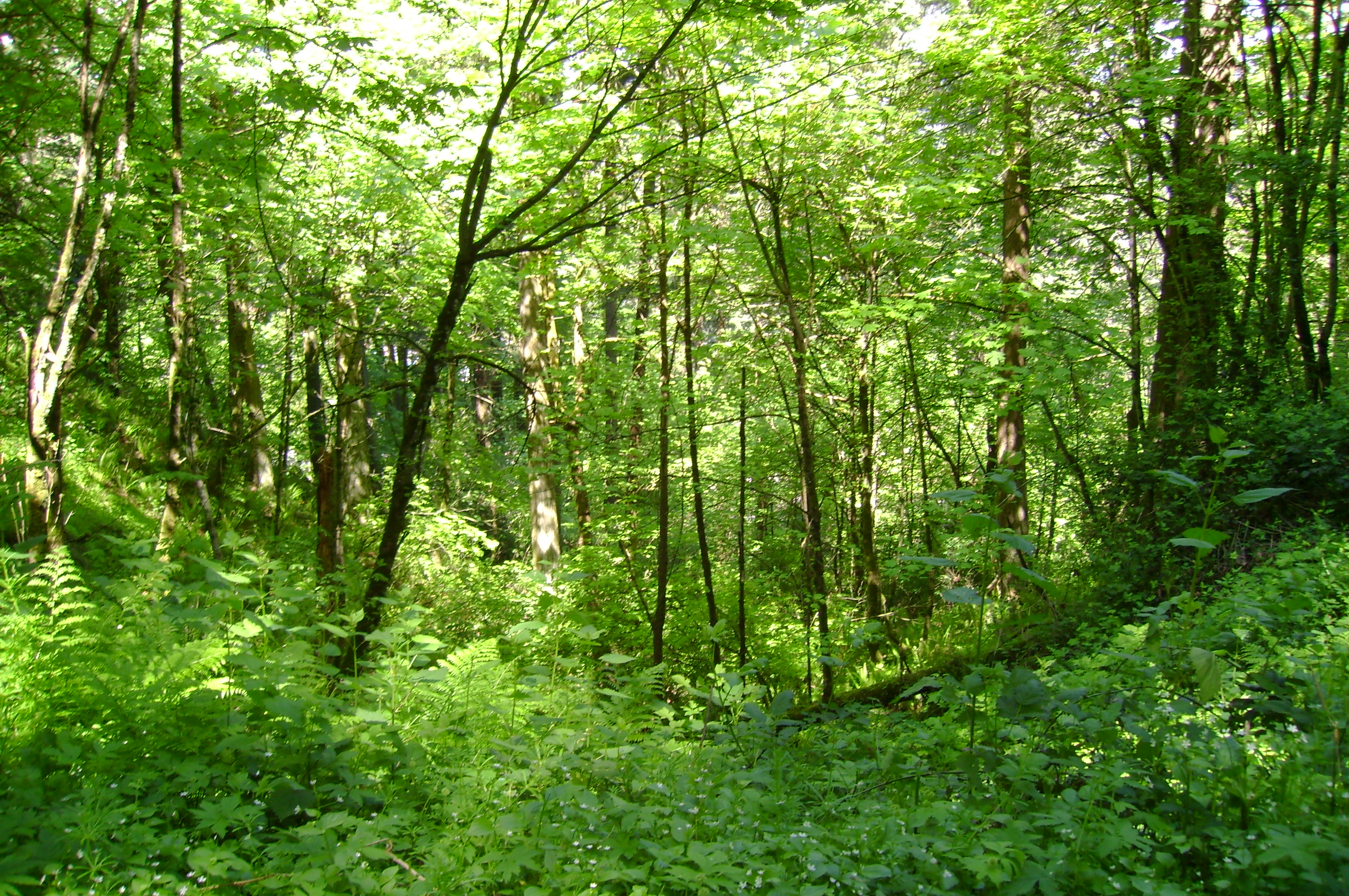 Green woods photo