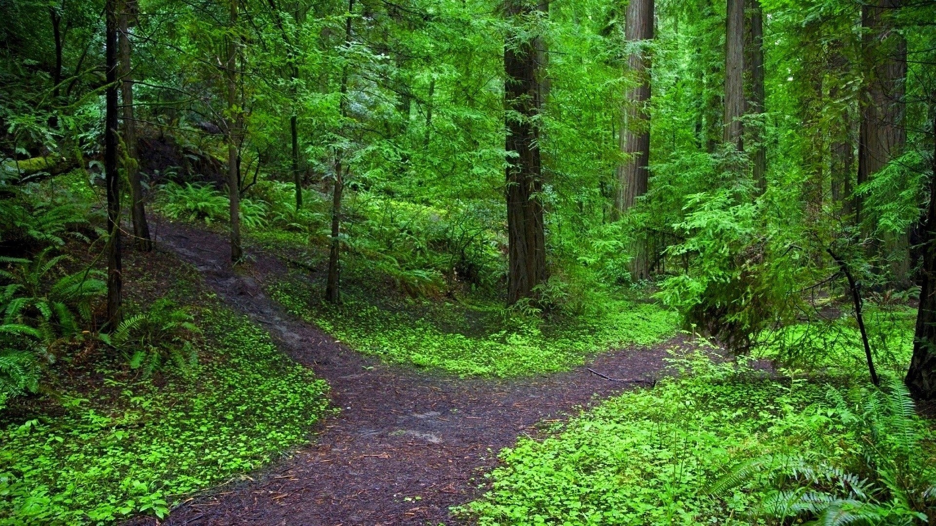 Forests: Nature Trees Walk Walks Green Woods Paths Forests Forest ...