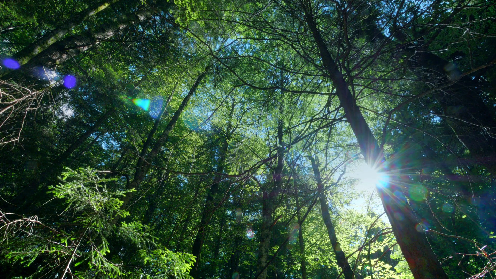 Forest low angle view dolly motion treetops sun rays sunbeams flash ...