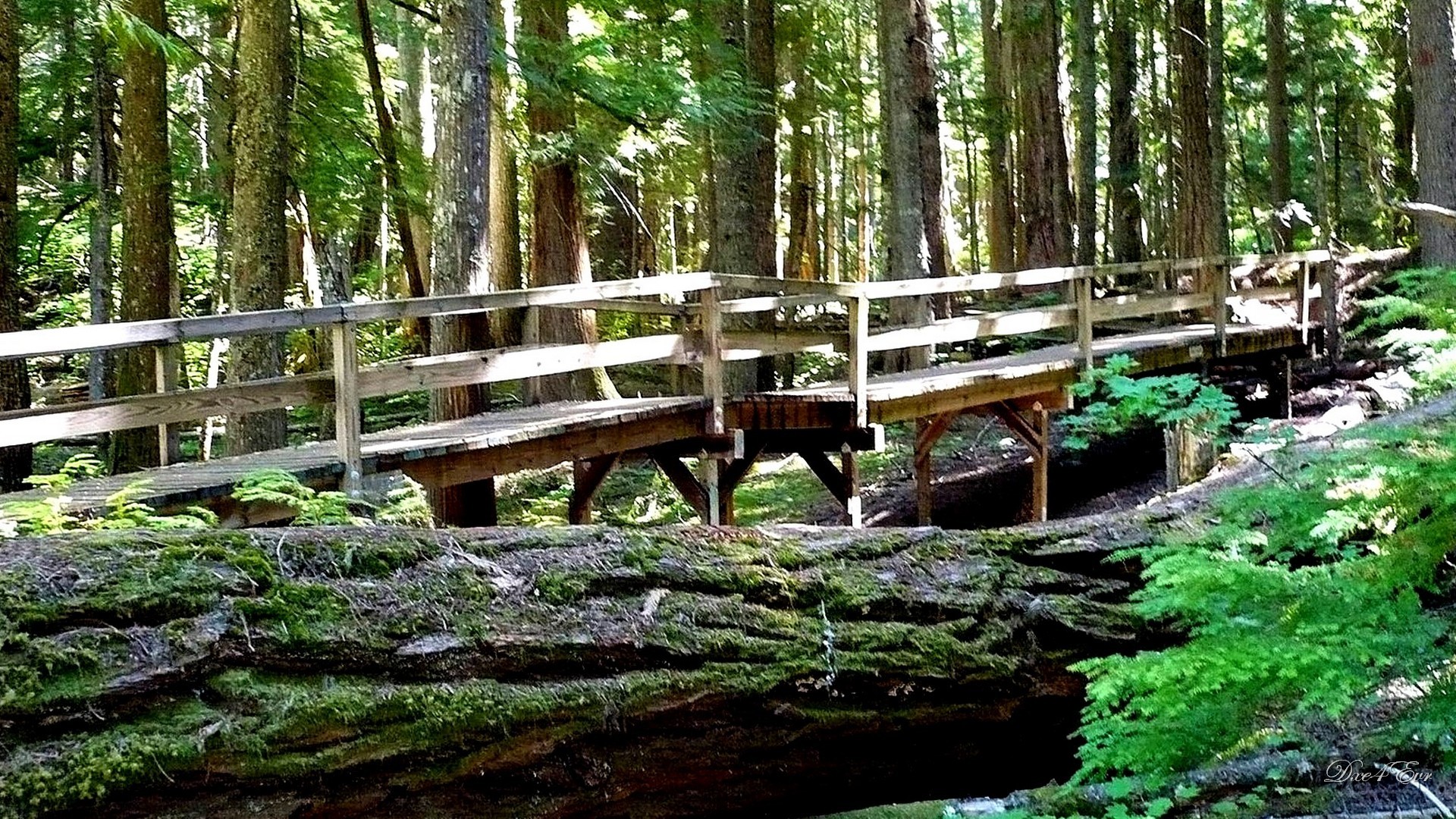 North Cascade Bridge Forest Washington Green Woods HD 3D Live ...