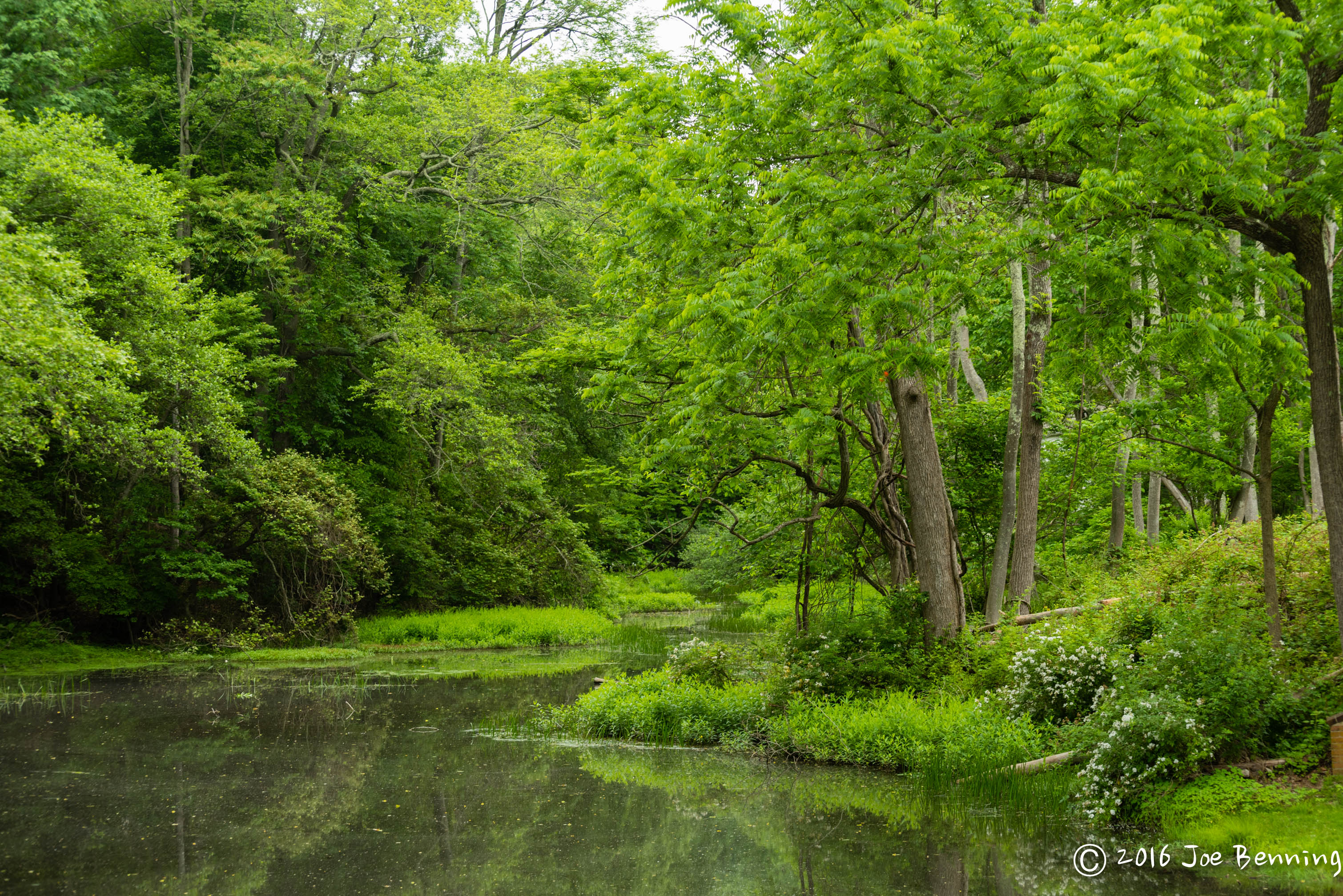Stream in Green Woods – Joe Benning Photography