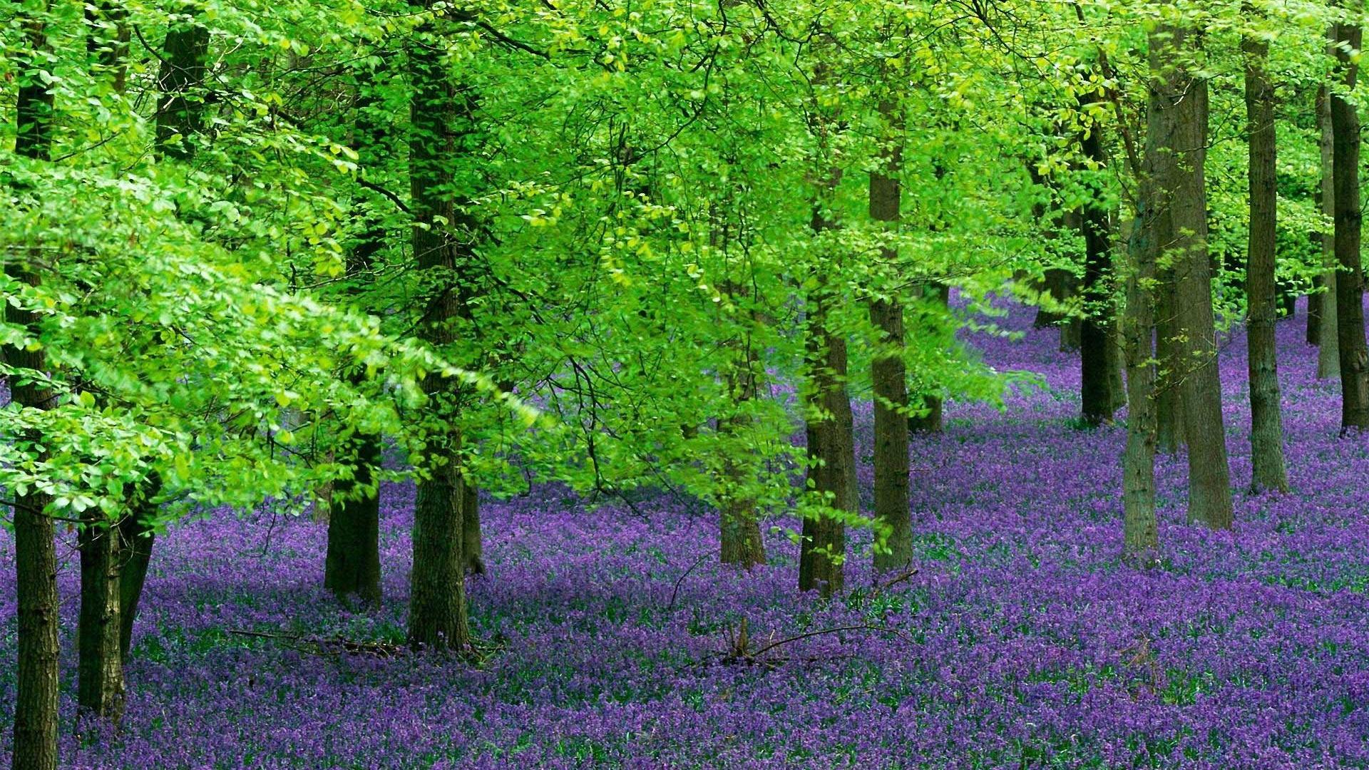 Beautiful Green Woods And Purple Flowers World Widescreen and HD ...
