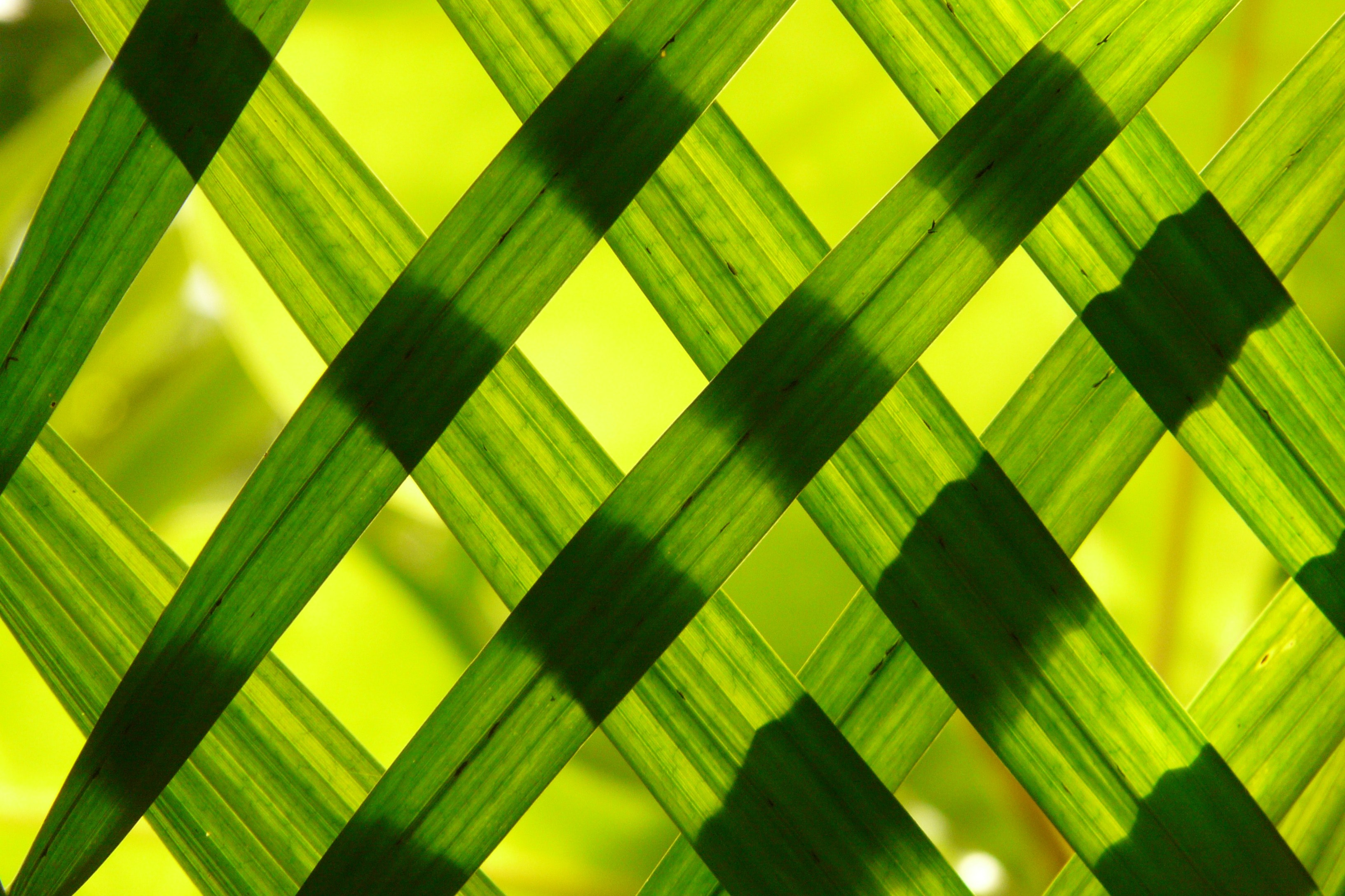 Green woven frame photo