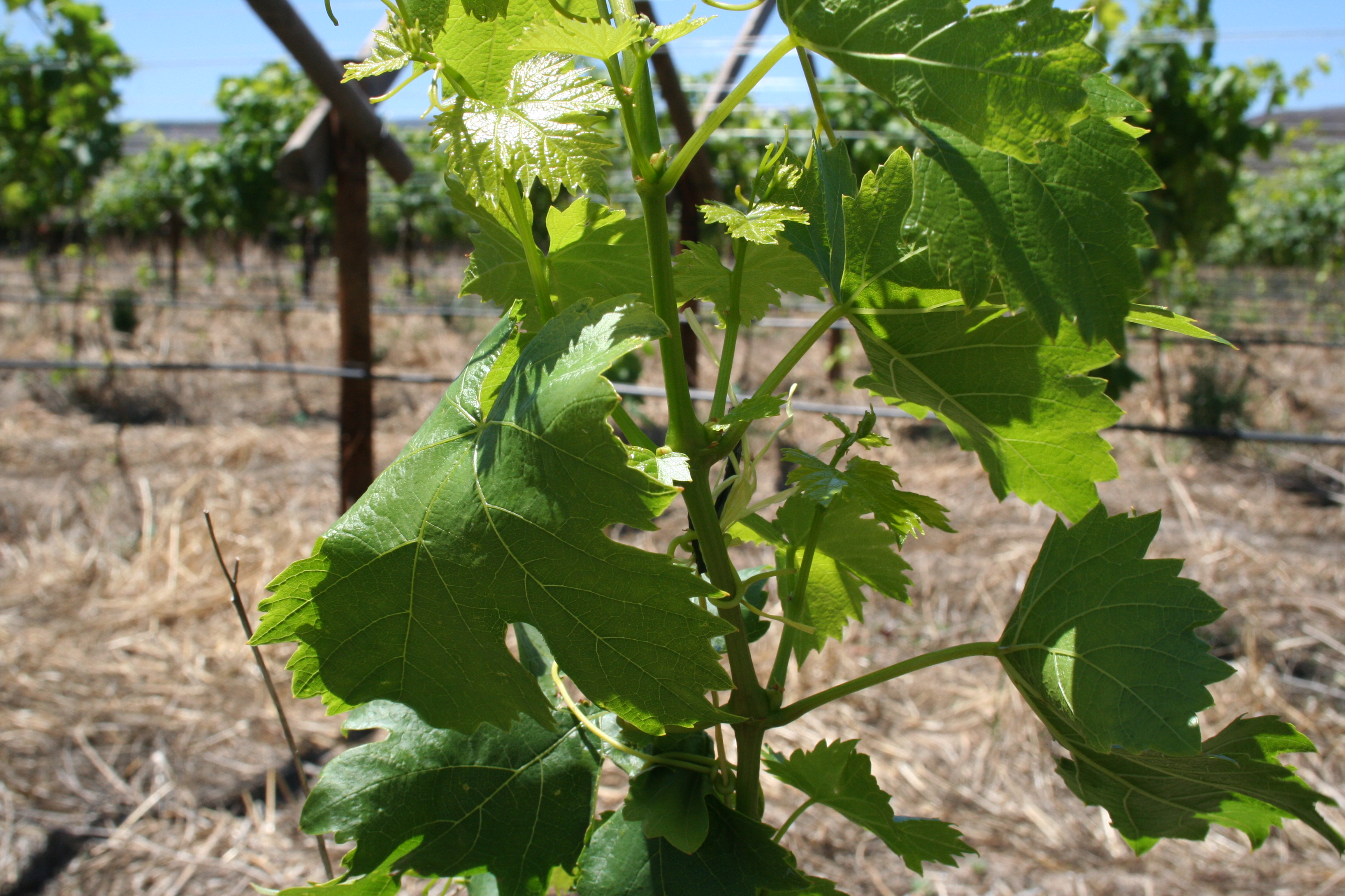Summer pruning grape vines