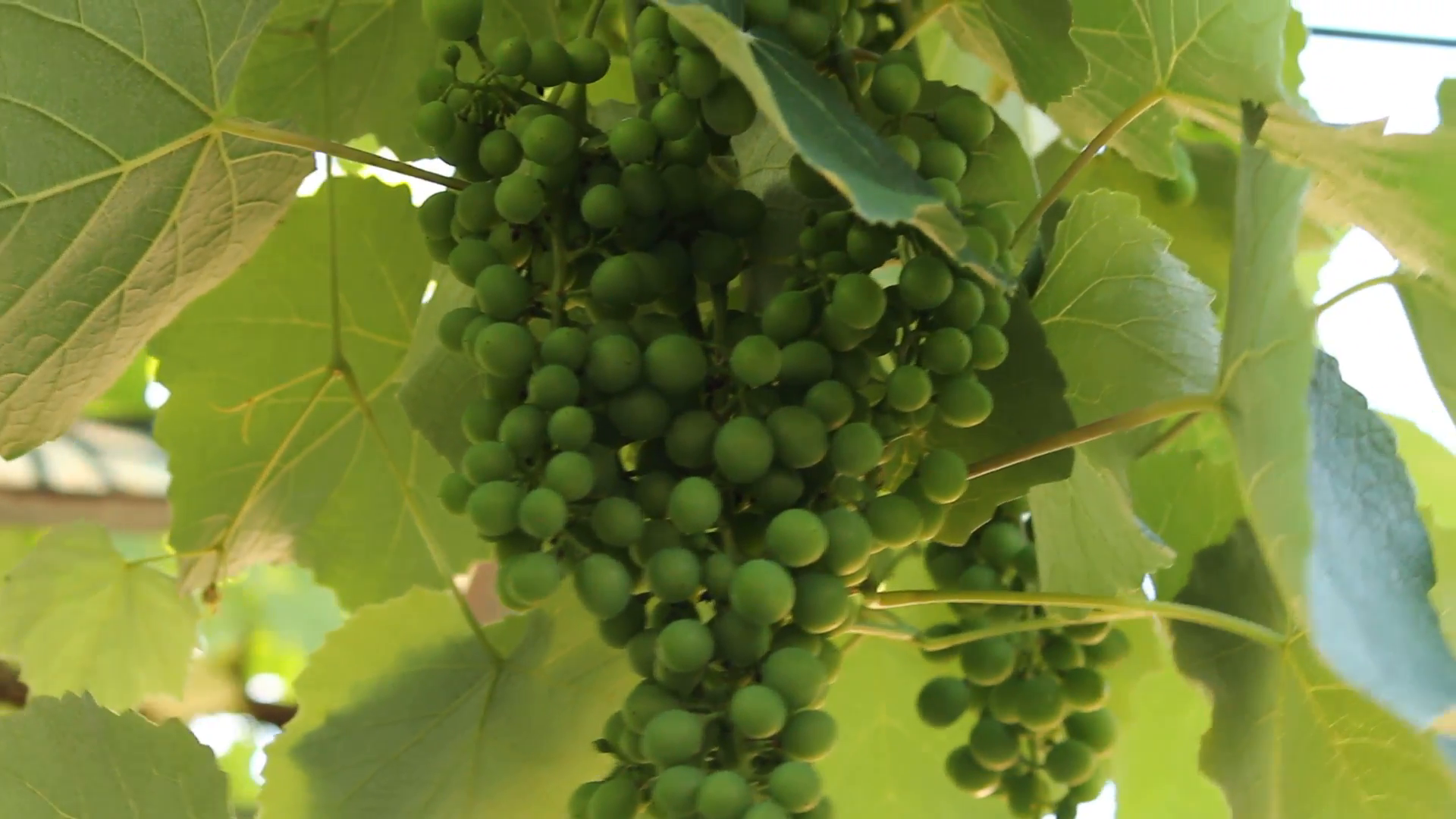 GREEN YOUNG WILD GRAPES.MOV Stock Video Footage - Videoblocks