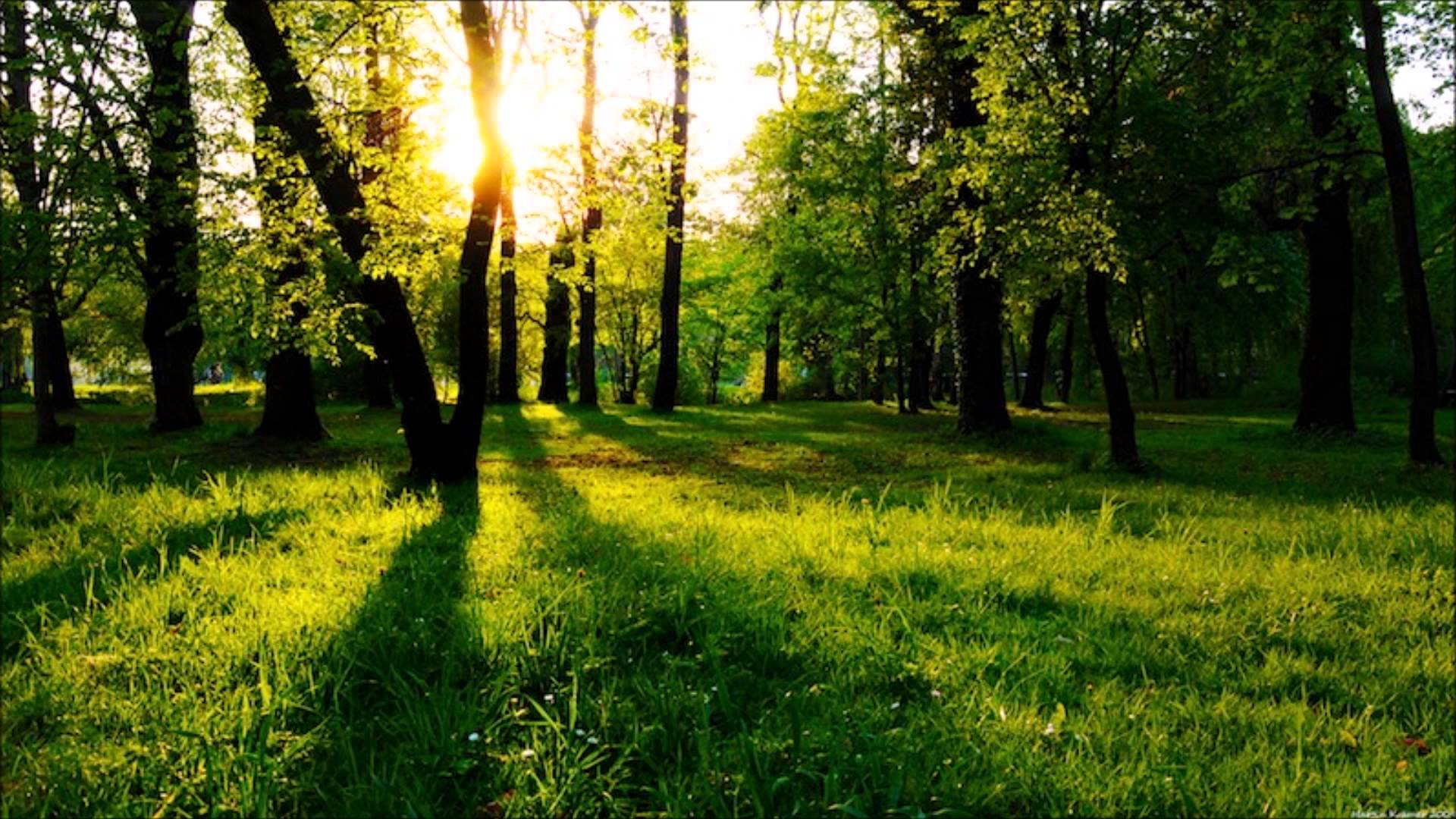 Greenery - Inner Peace Music | Stress Relief, Peaceful, Calm Music ...