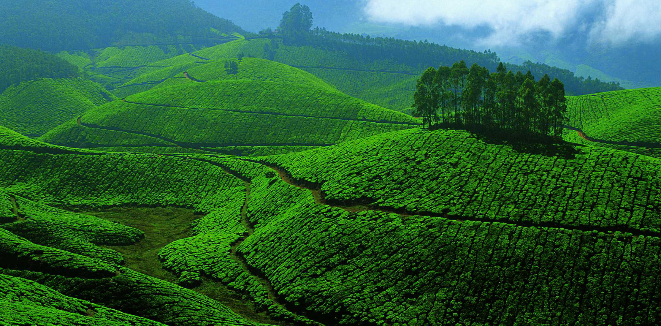 Greenery of Kerala will give a lifetime of wonderful memories