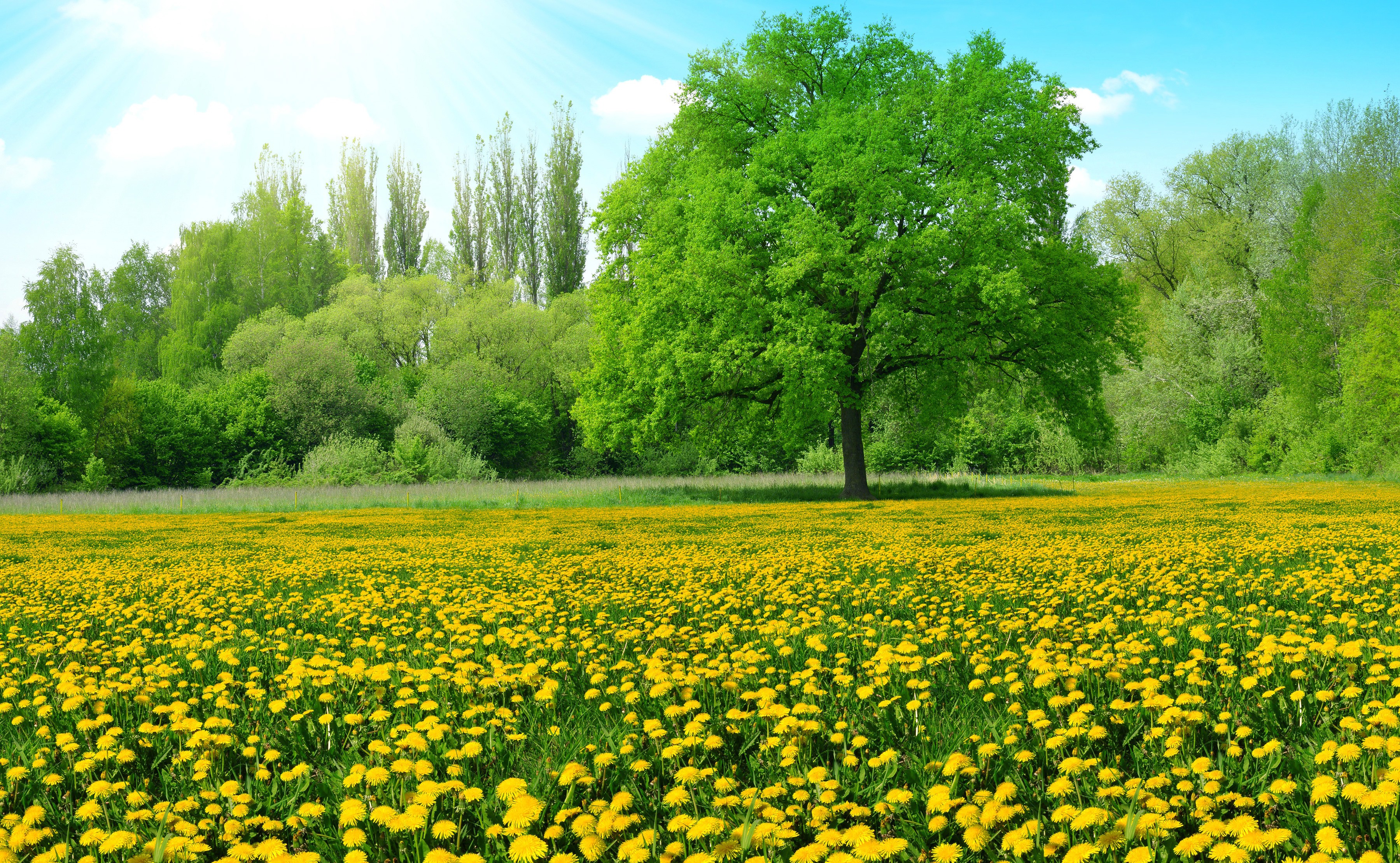 Greenery, Yellow Flowers, Summer, 4K Ultra HD Wallpapers - New HD ...