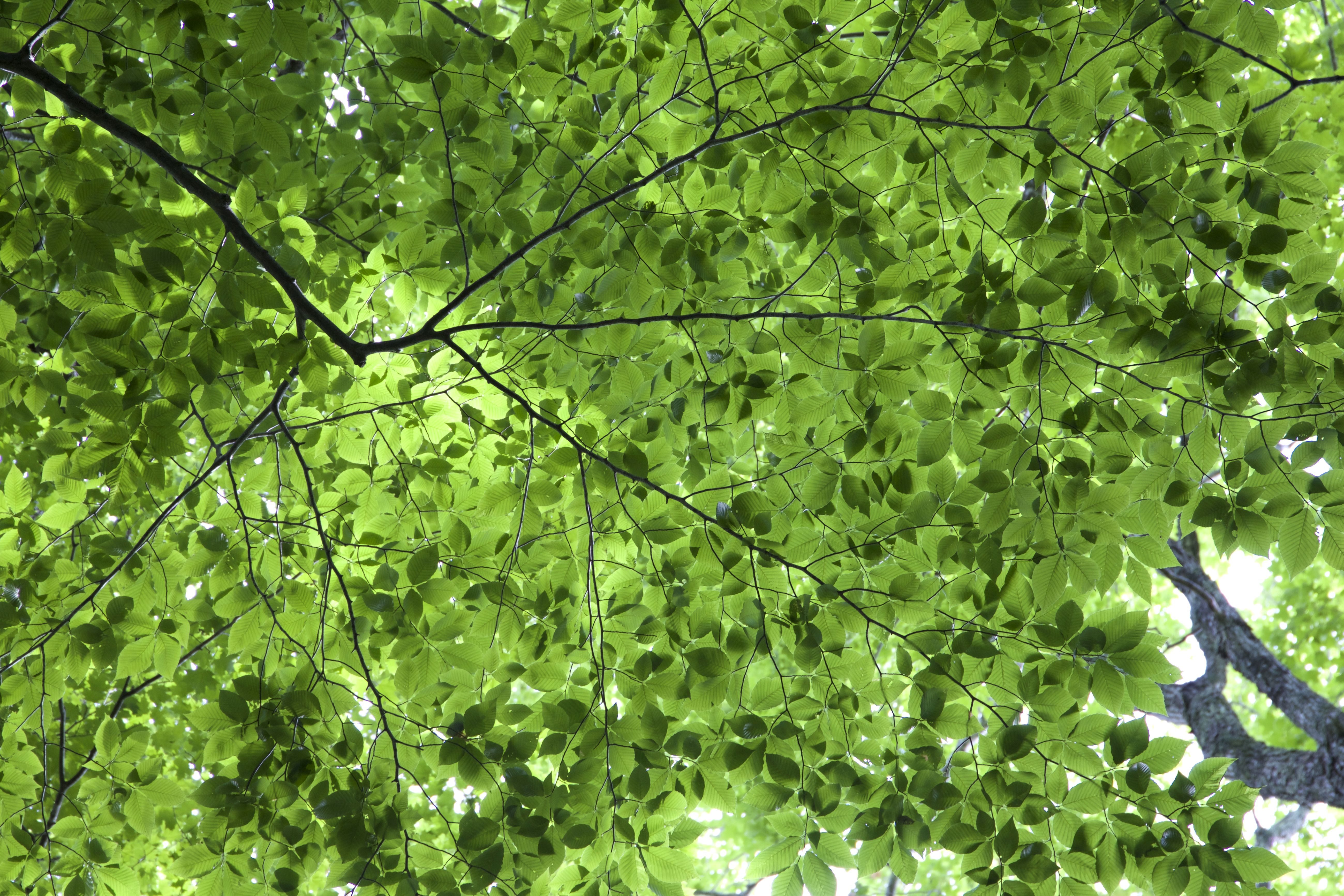 Free picture: leaves texture, green leaves, foliage, trees, leaves