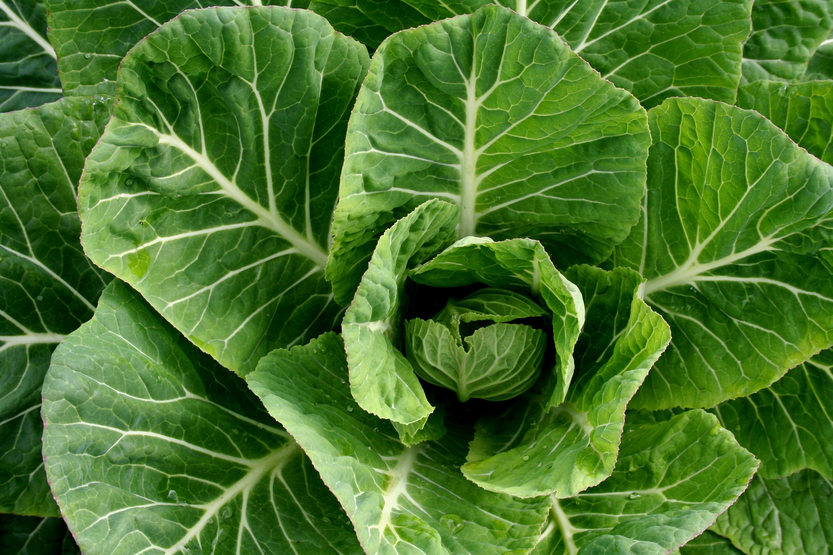 Helpful Tips for Growing Collard Greens Anywhere