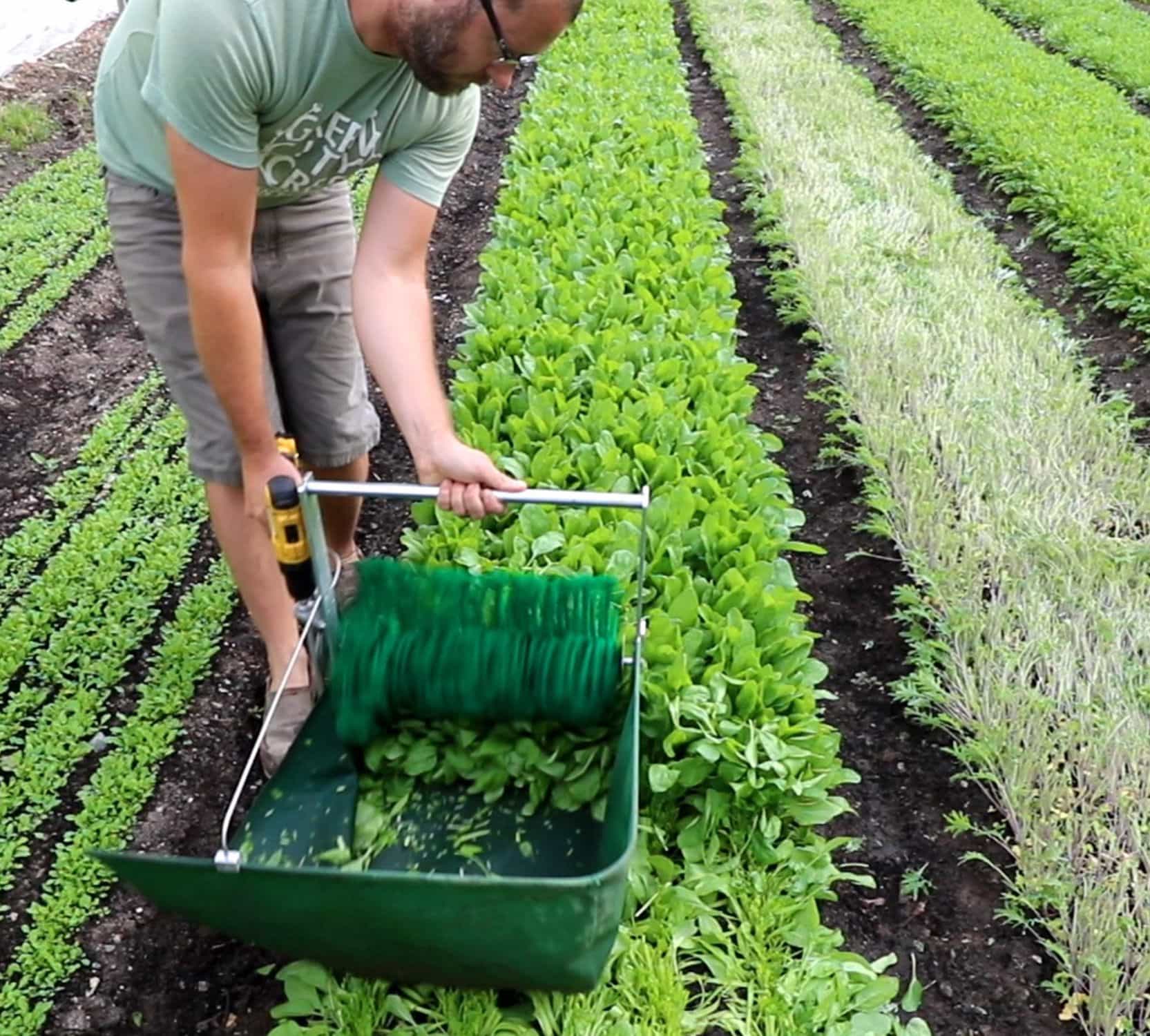 The Quick Cut Greens Harvester | The Urban Farmer