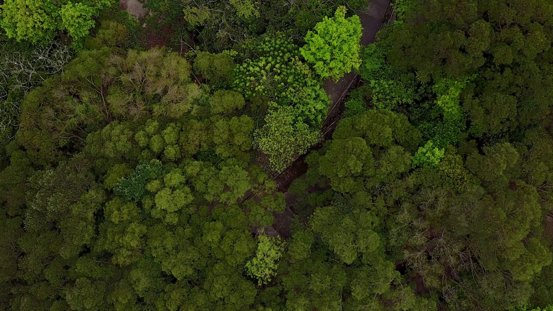 Lush green forest on top of hill, aerial view, spinning camera ...