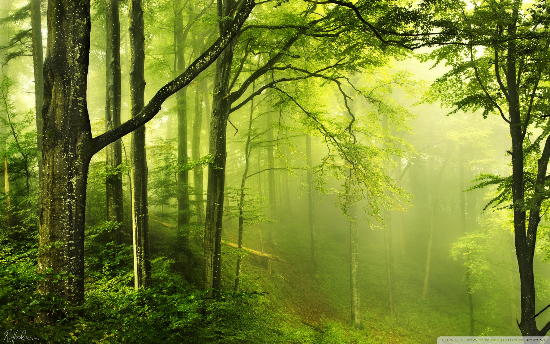 Beautiful Green Forest ❤ 4K HD Desktop Wallpaper for 4K Ultra HD TV ...