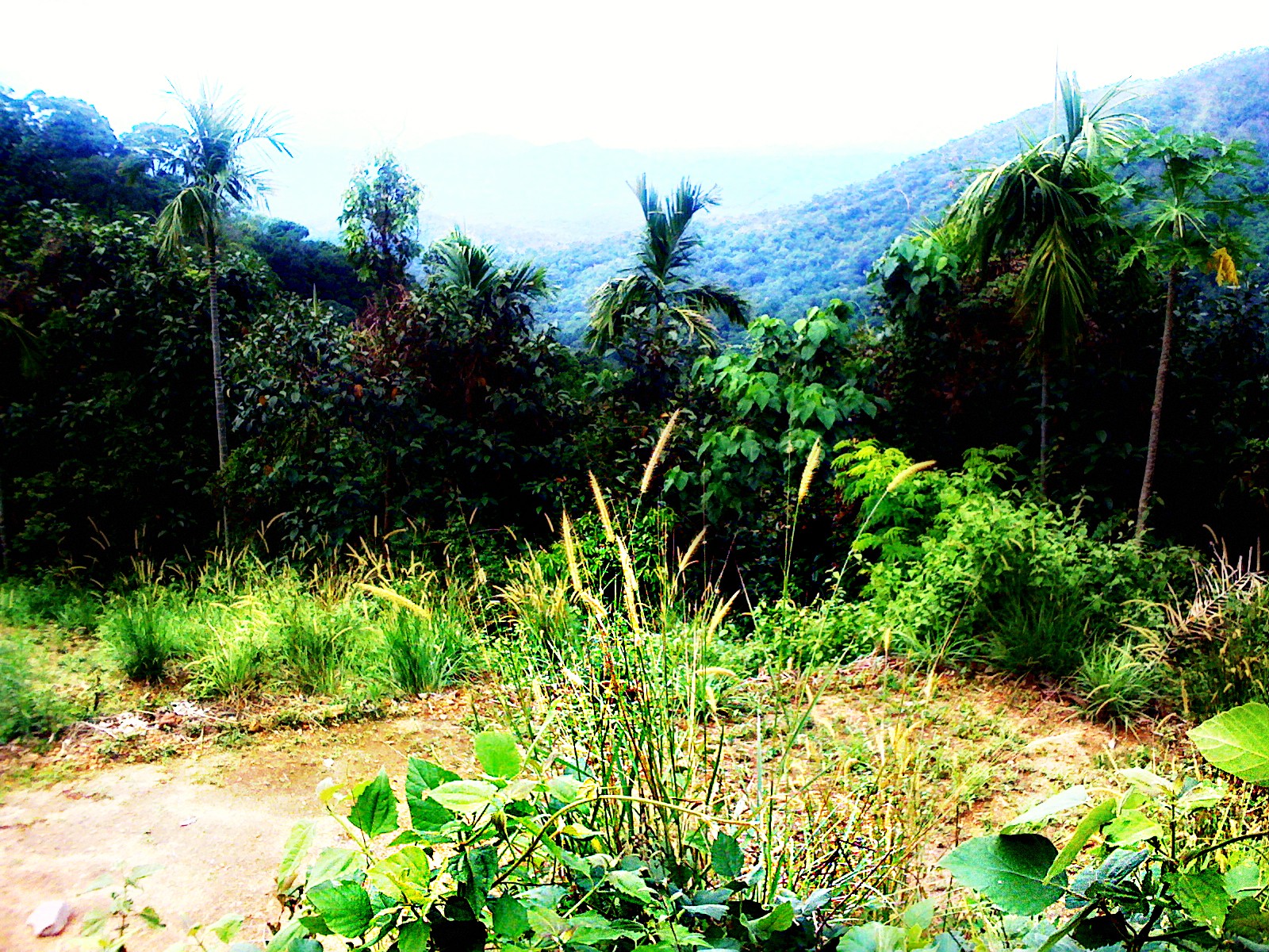 Mountains: Jungle Plants Forest Mountains Green Greeny Mountain ...