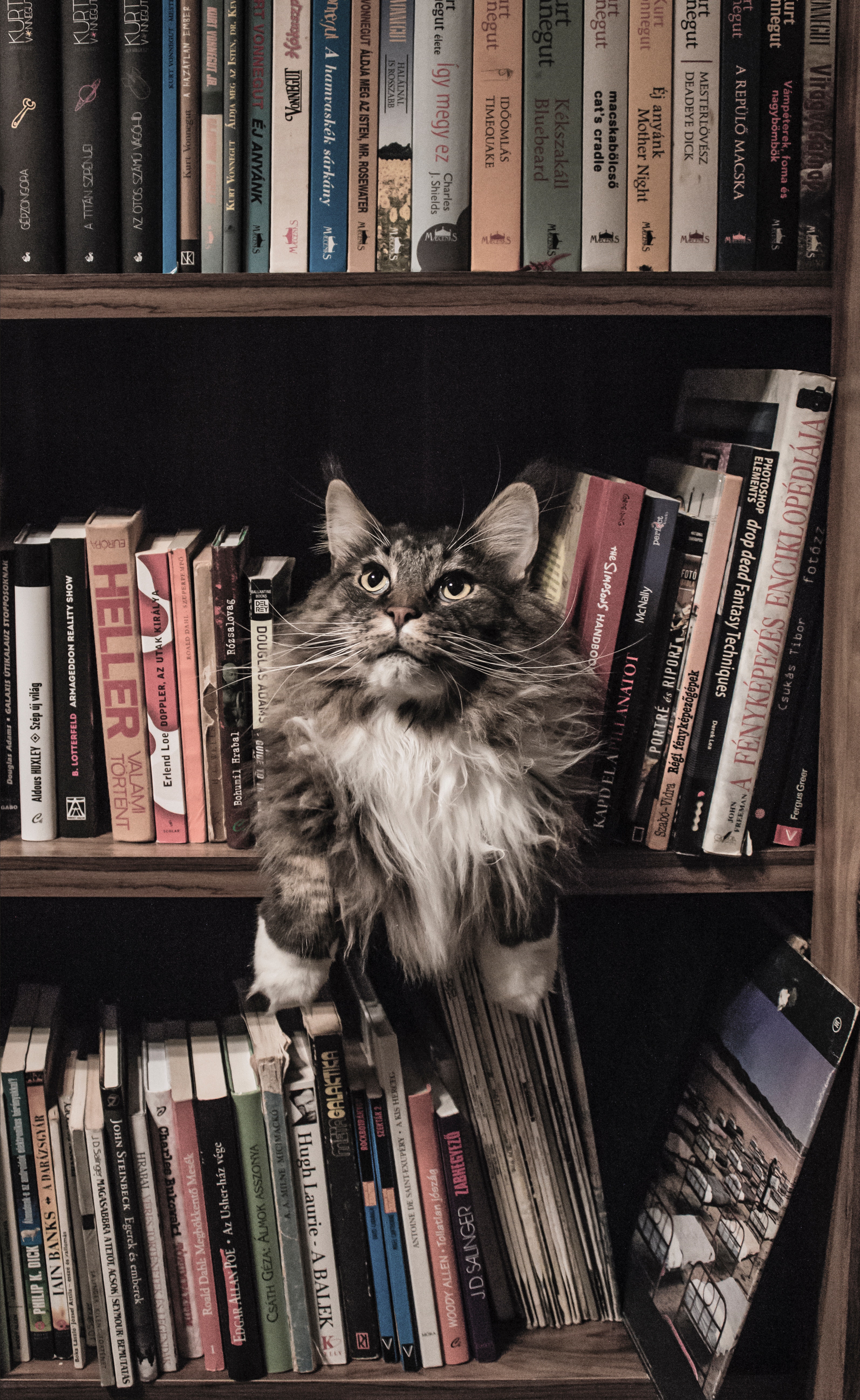 Grey and white long coated cat in middle of book son shelf photo