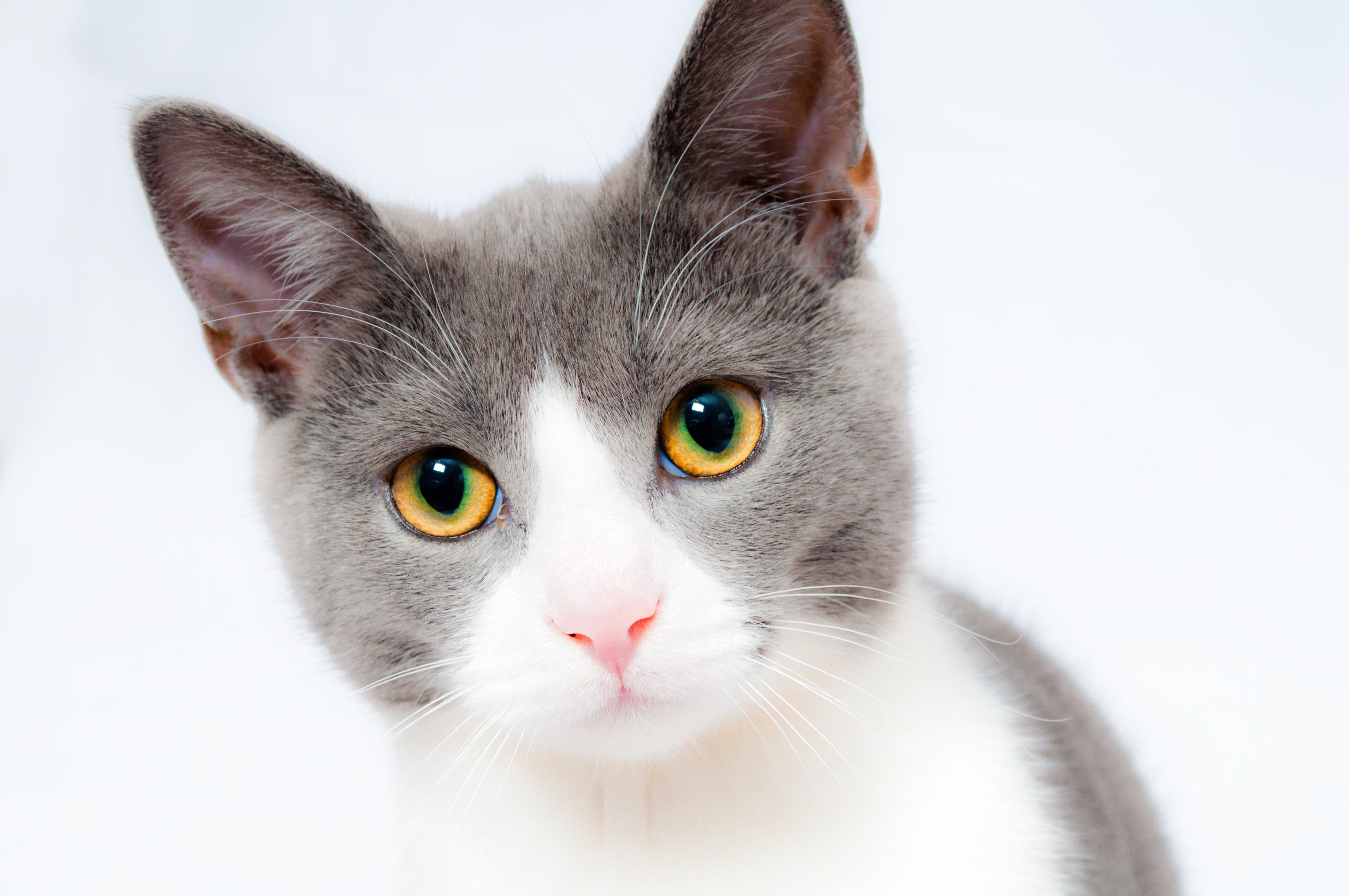 Grey and white short fur cat photo