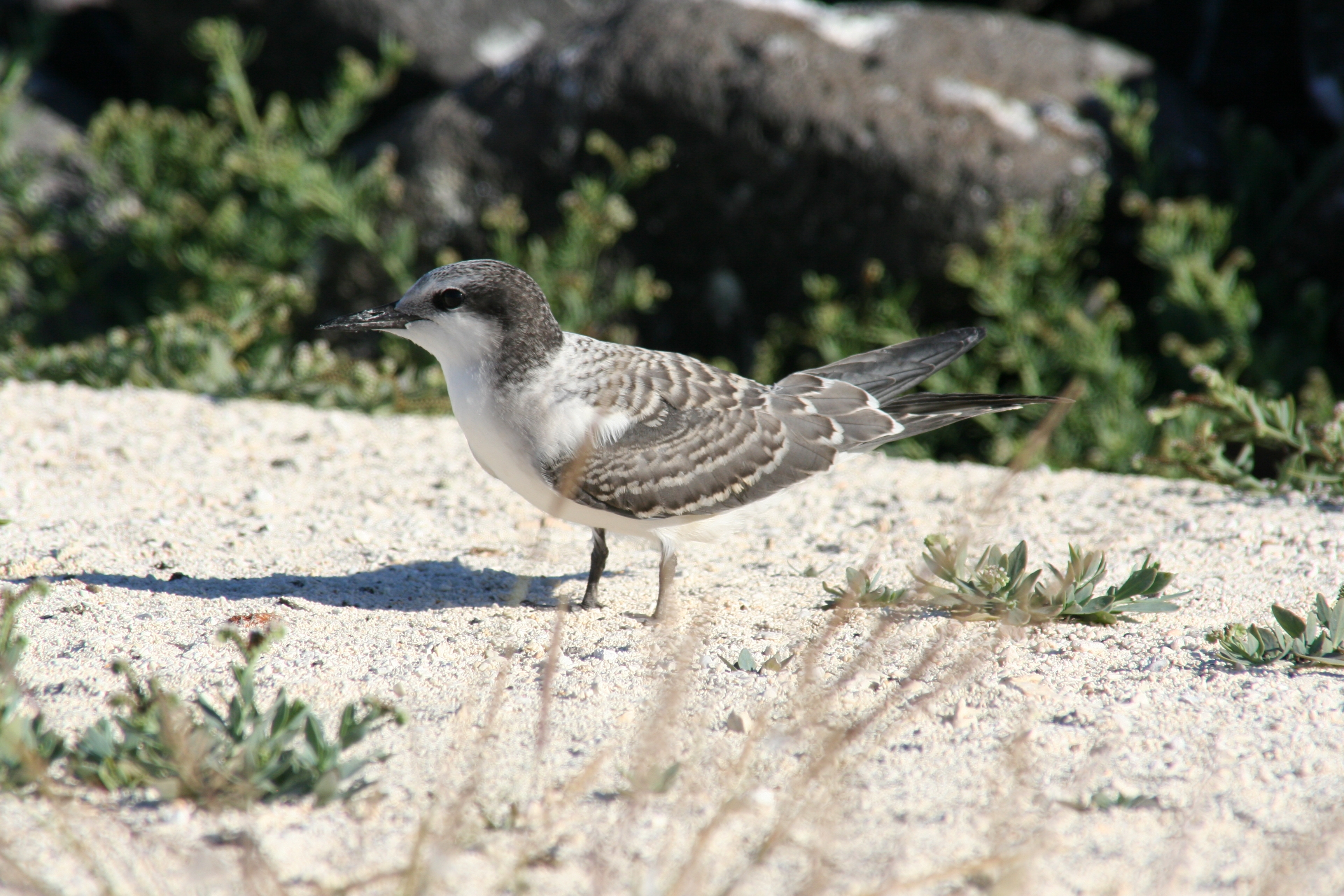 File:Grey-backed Tern - juvenile.jpg - Wikimedia Commons