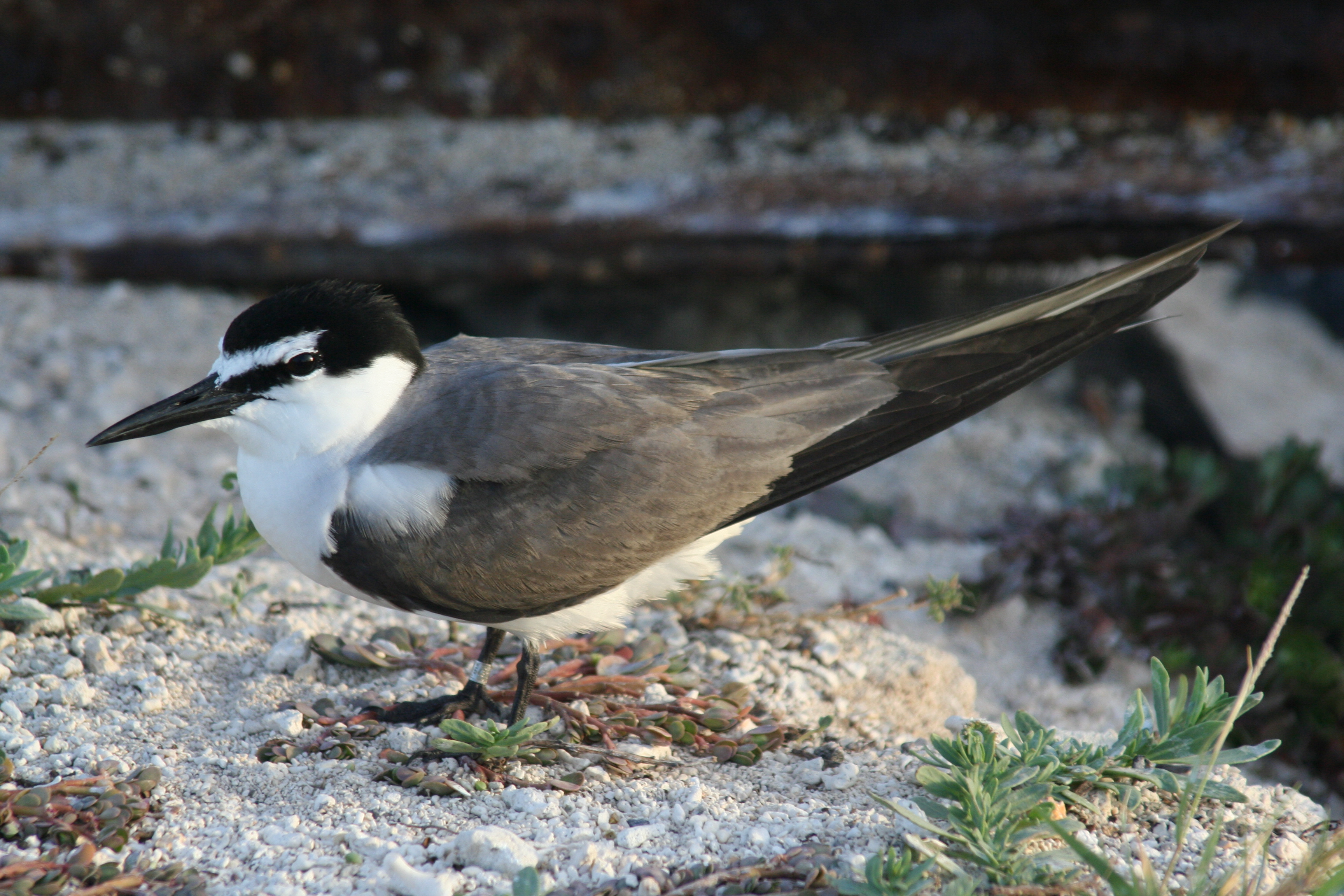 File:Grey-backed Tern.jpg - Wikimedia Commons