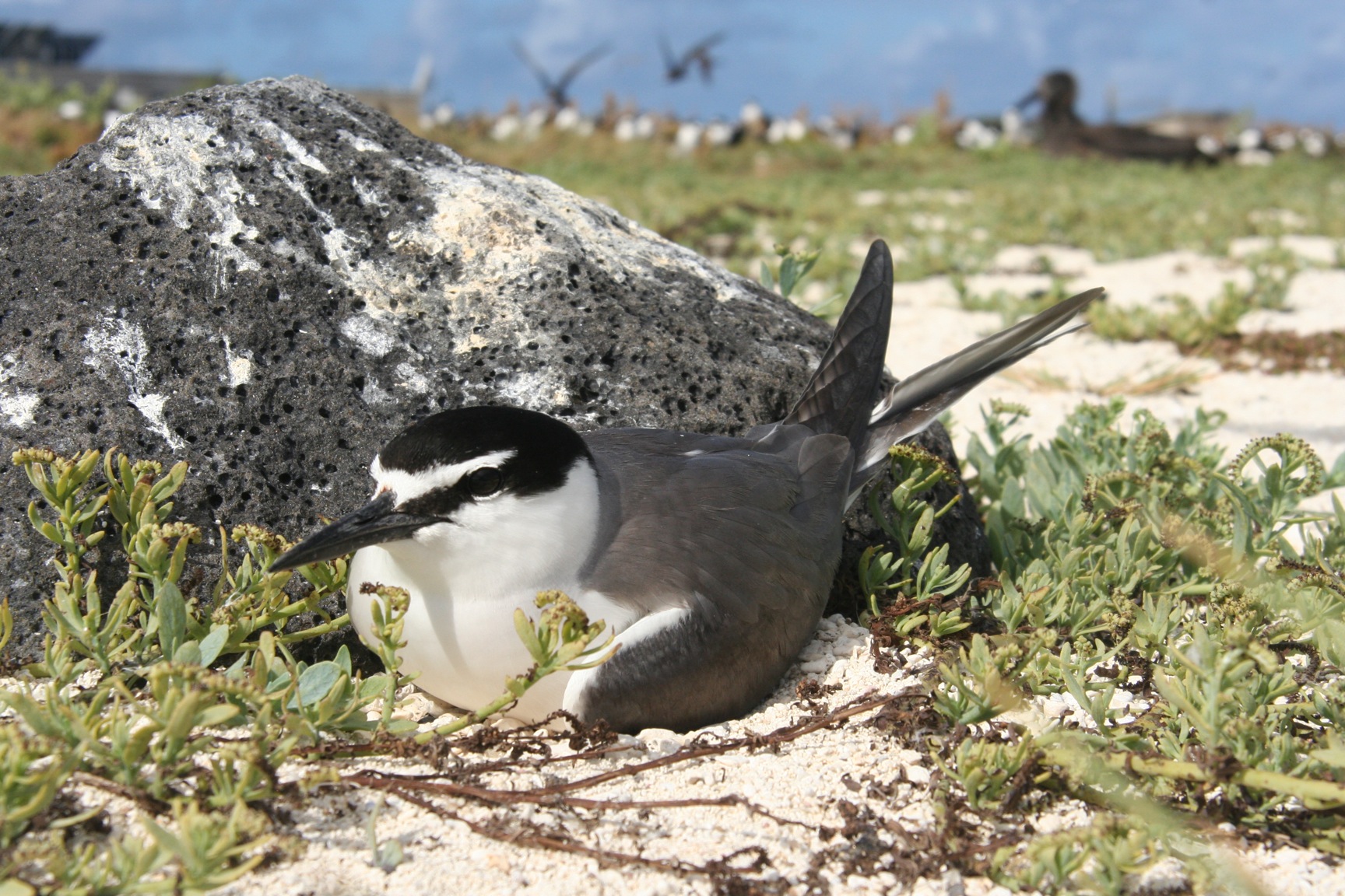 10,000 Birds | Grey-backed Terns