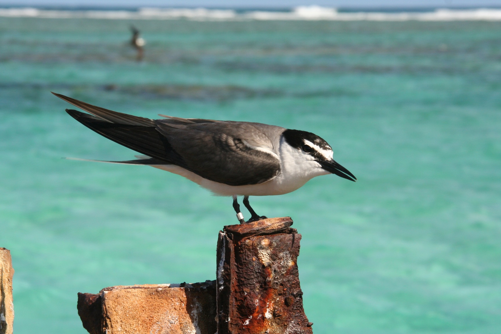 10,000 Birds | The Terns of Tern Island