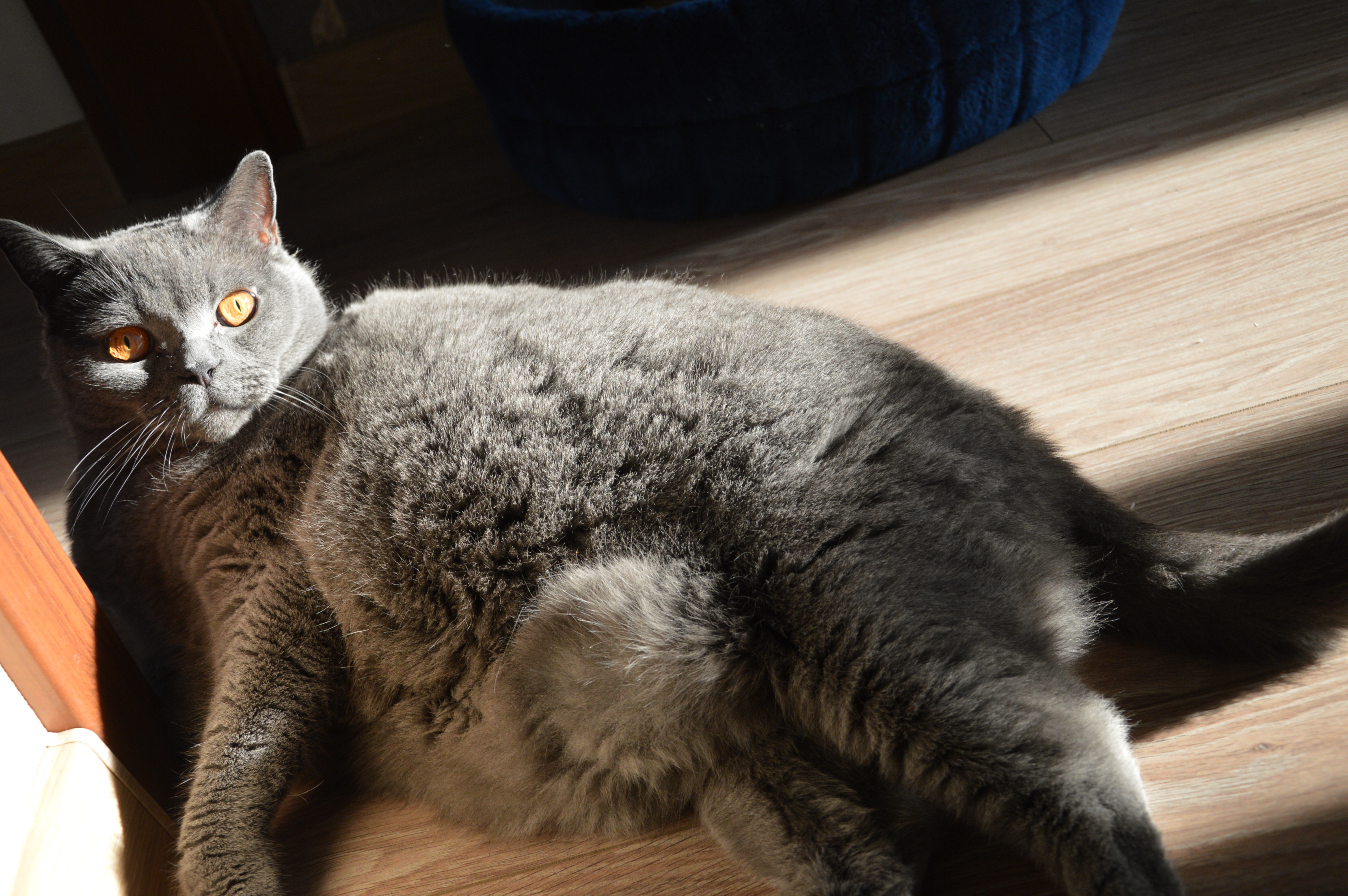 Grey cat photo