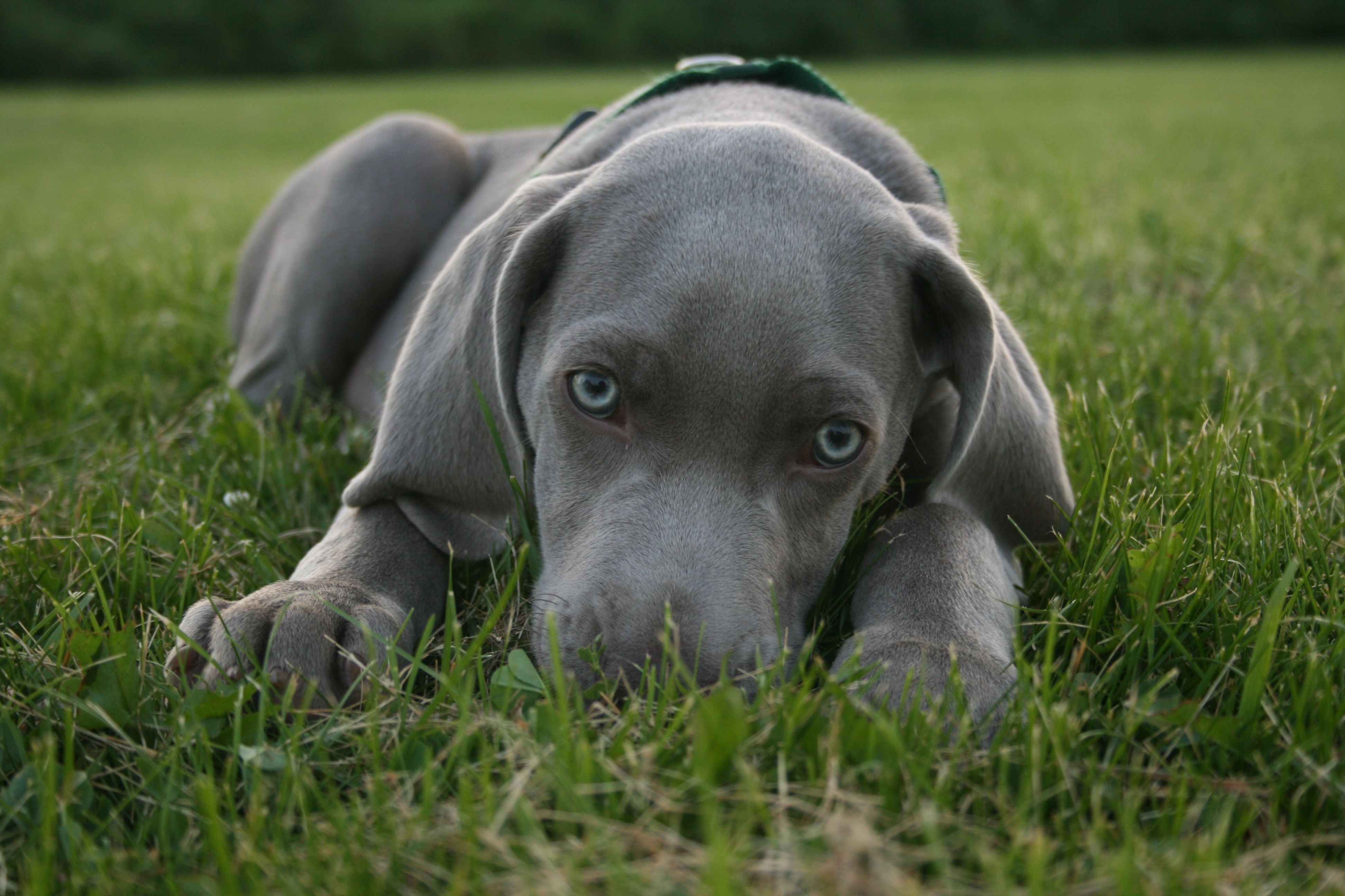 Weimaraner puppy- love their blue eyes and grey coat! | A girl's ...