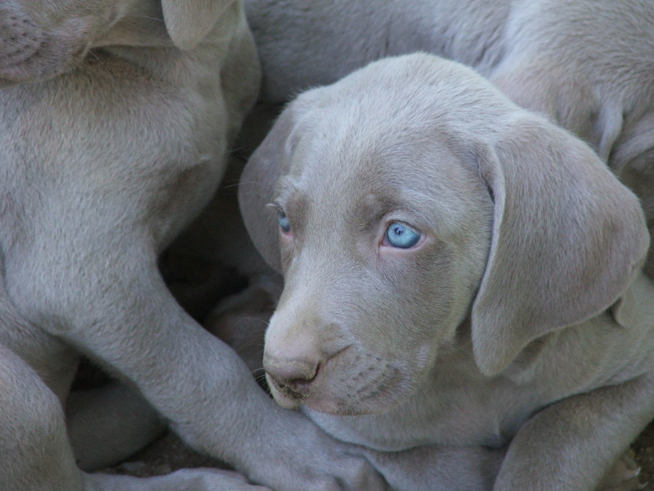 weimaraner puppy - female - blue eyes - gray fur... I think she want ...