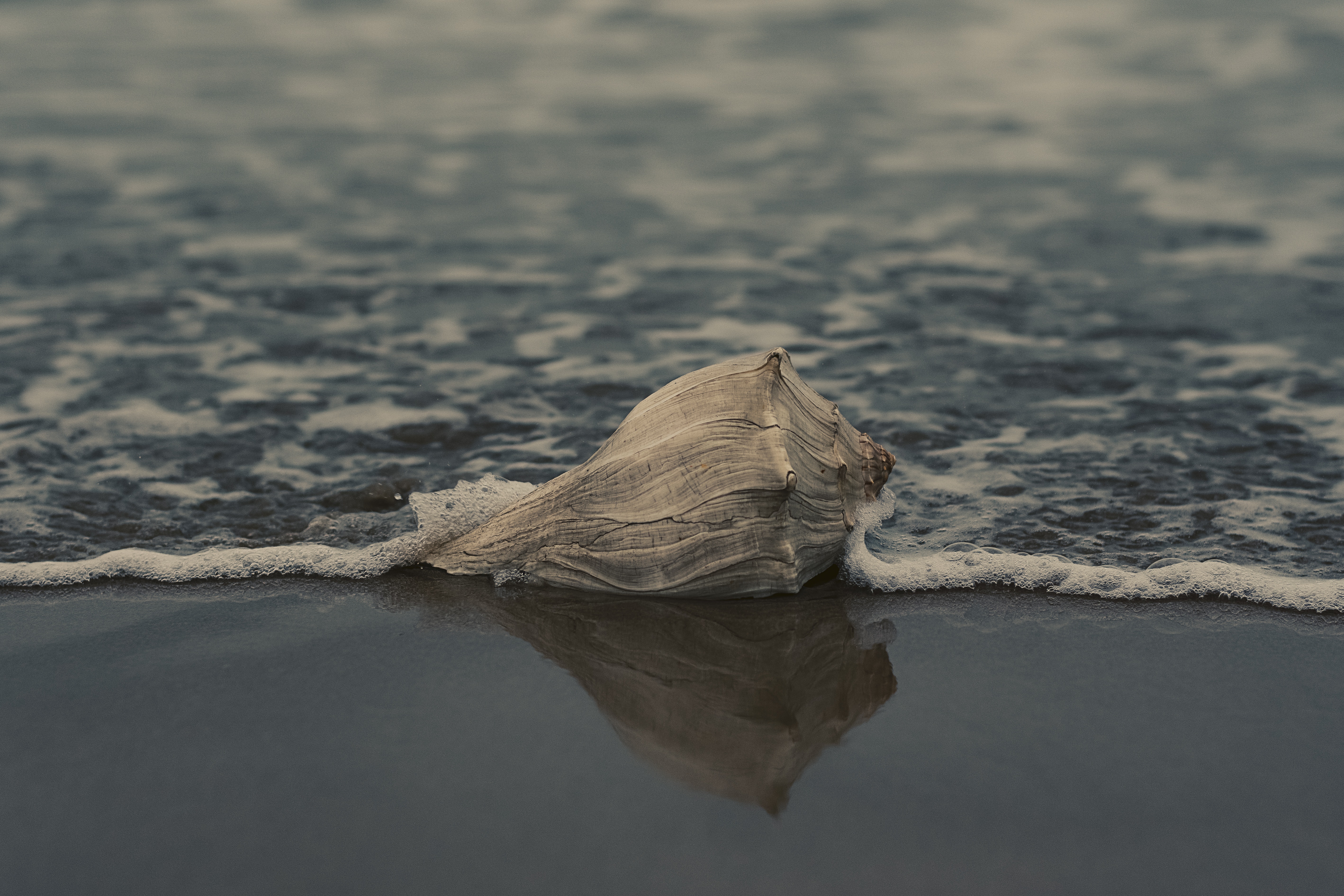 Grey conch shell on shore photo