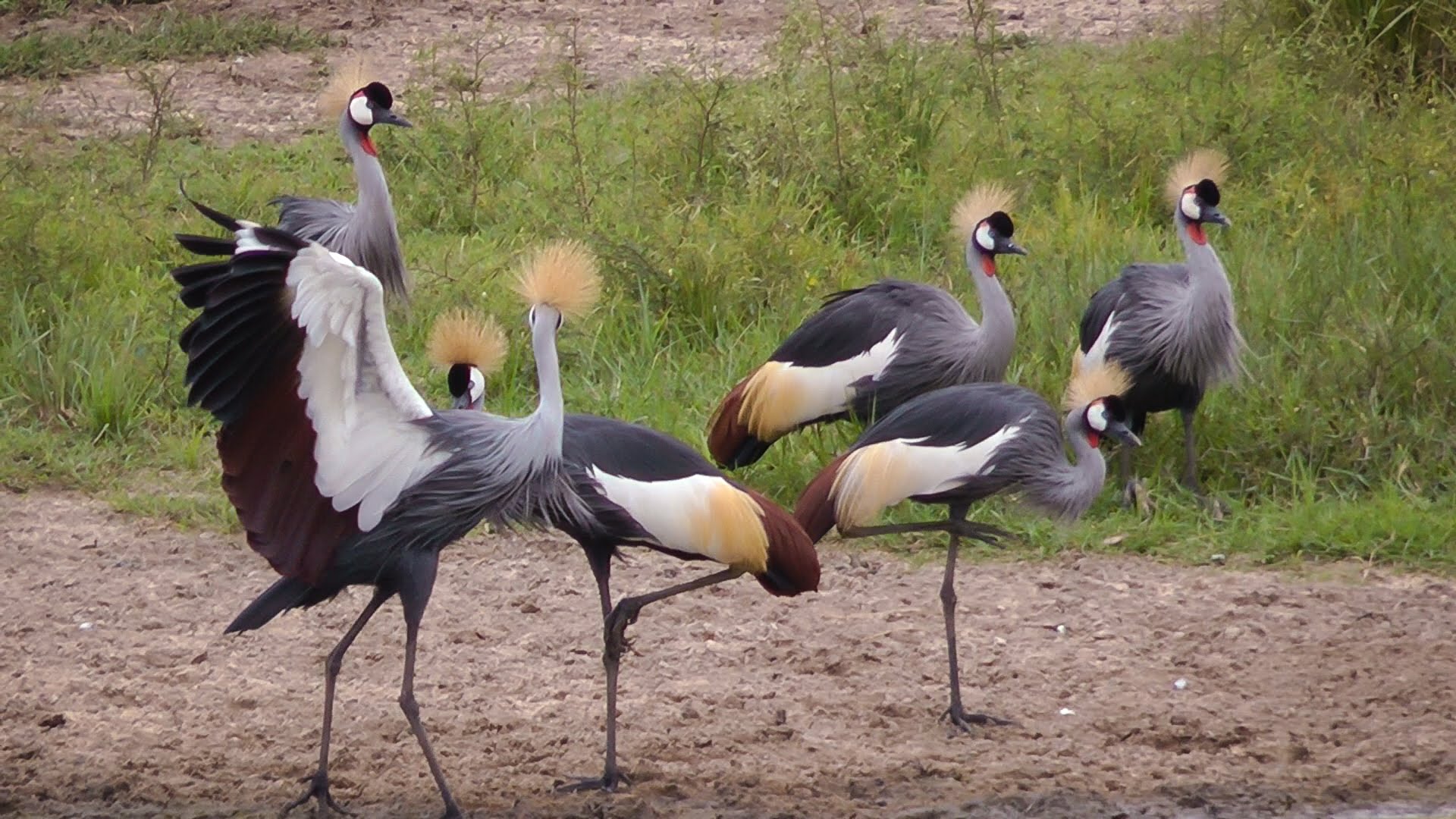 Grey Crowned Crane courtship dance - YouTube