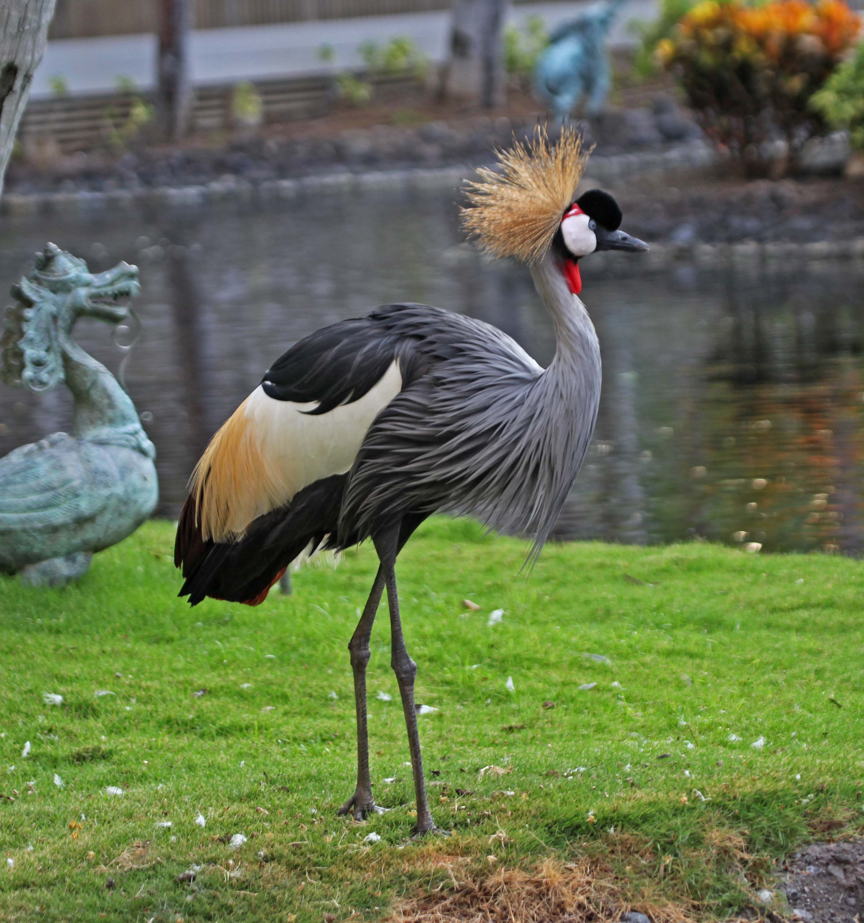 Pictures and information on Grey Crowned Crane