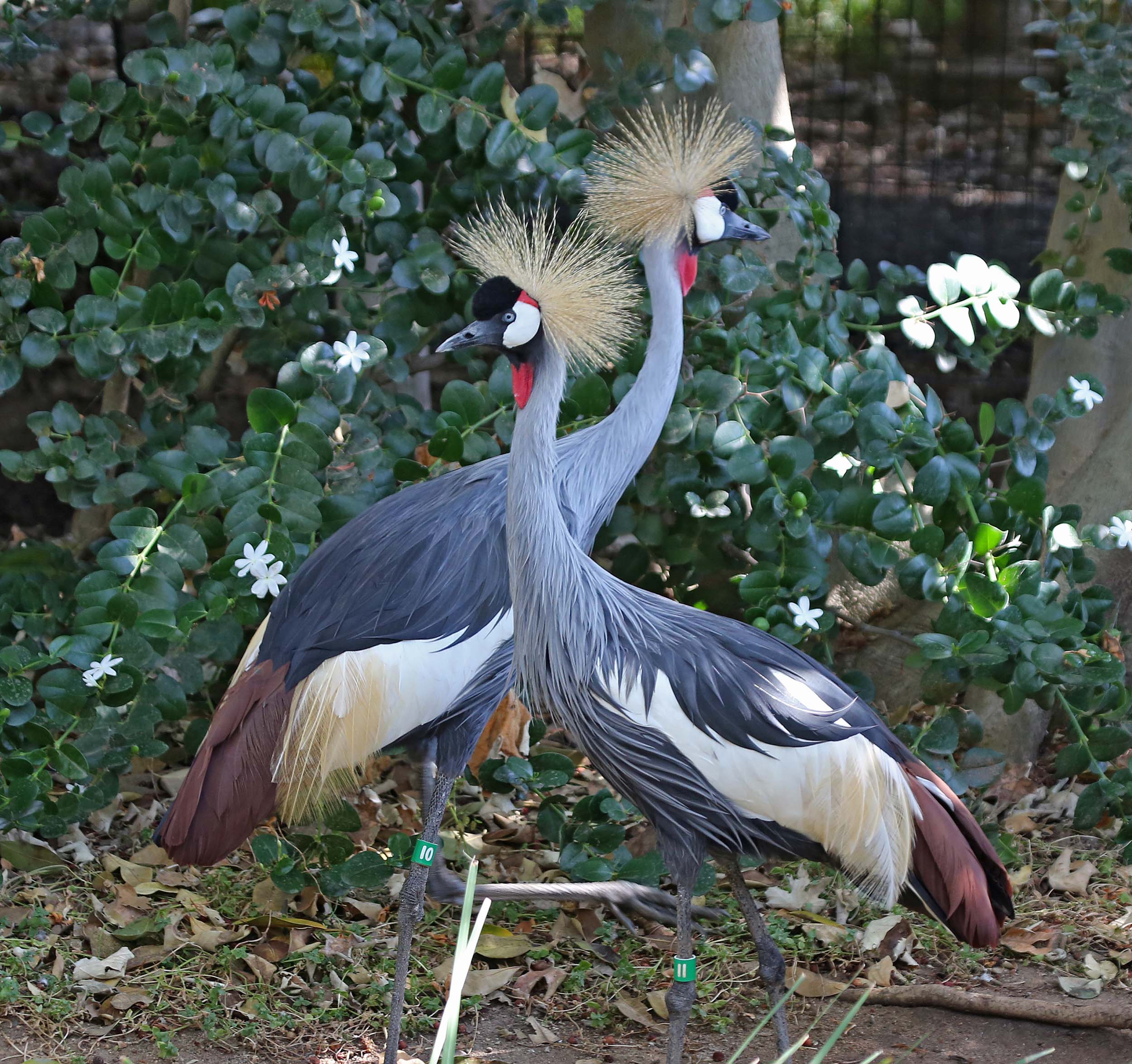 and information on Grey Crowned Crane