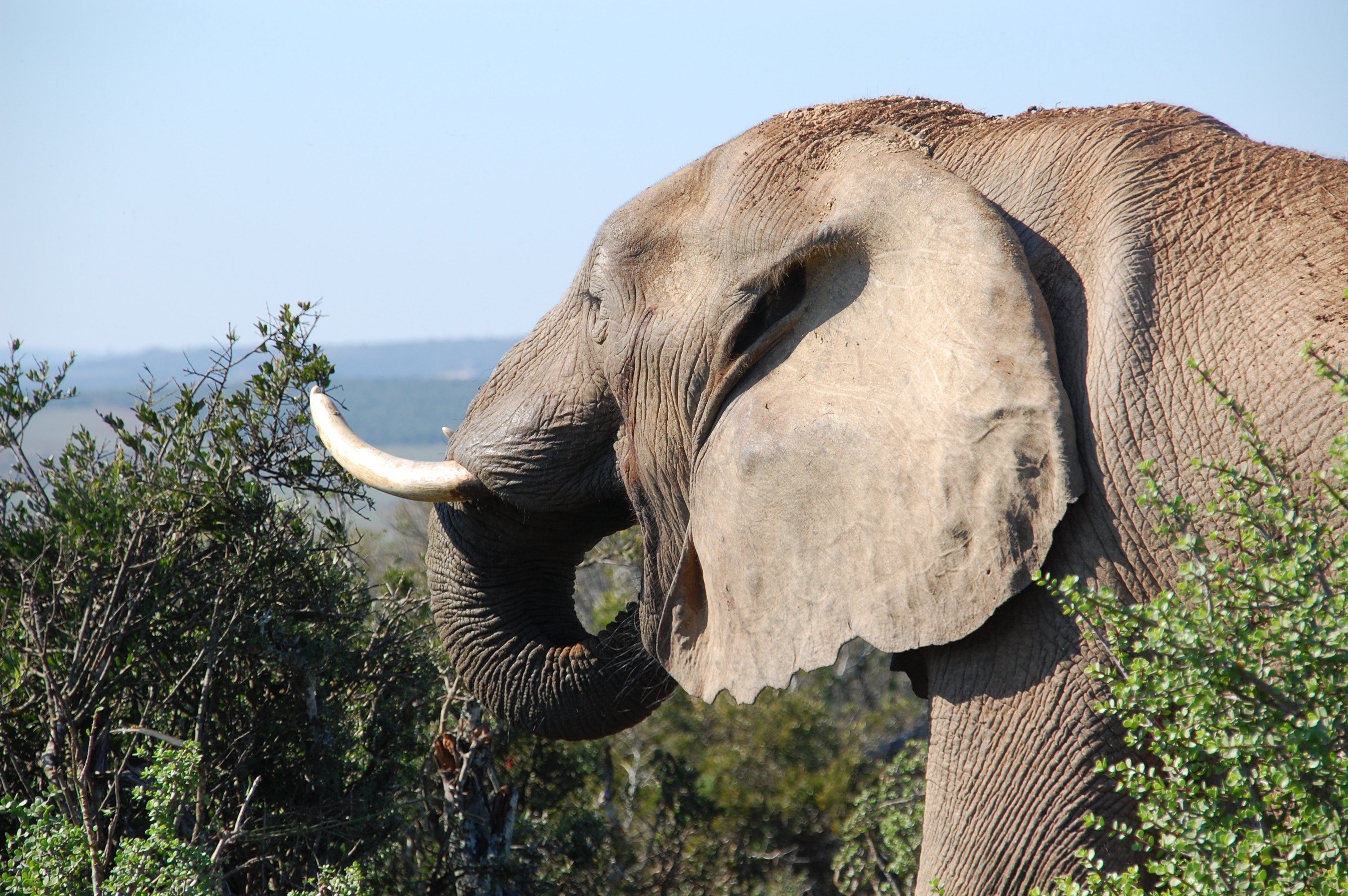Grey elephant by the bushes at mountain top during daytime photo