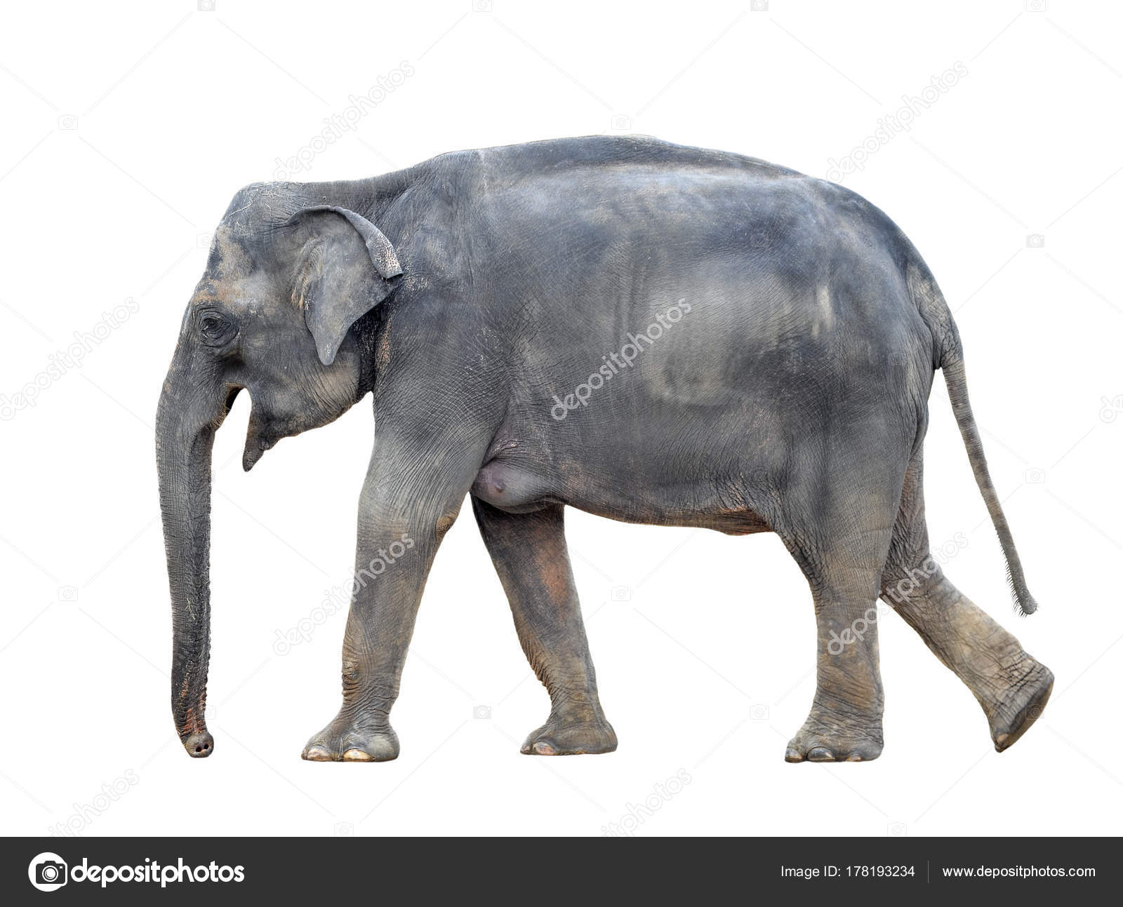 Big Grey Walking Elephant Isolated White Background Standing ...