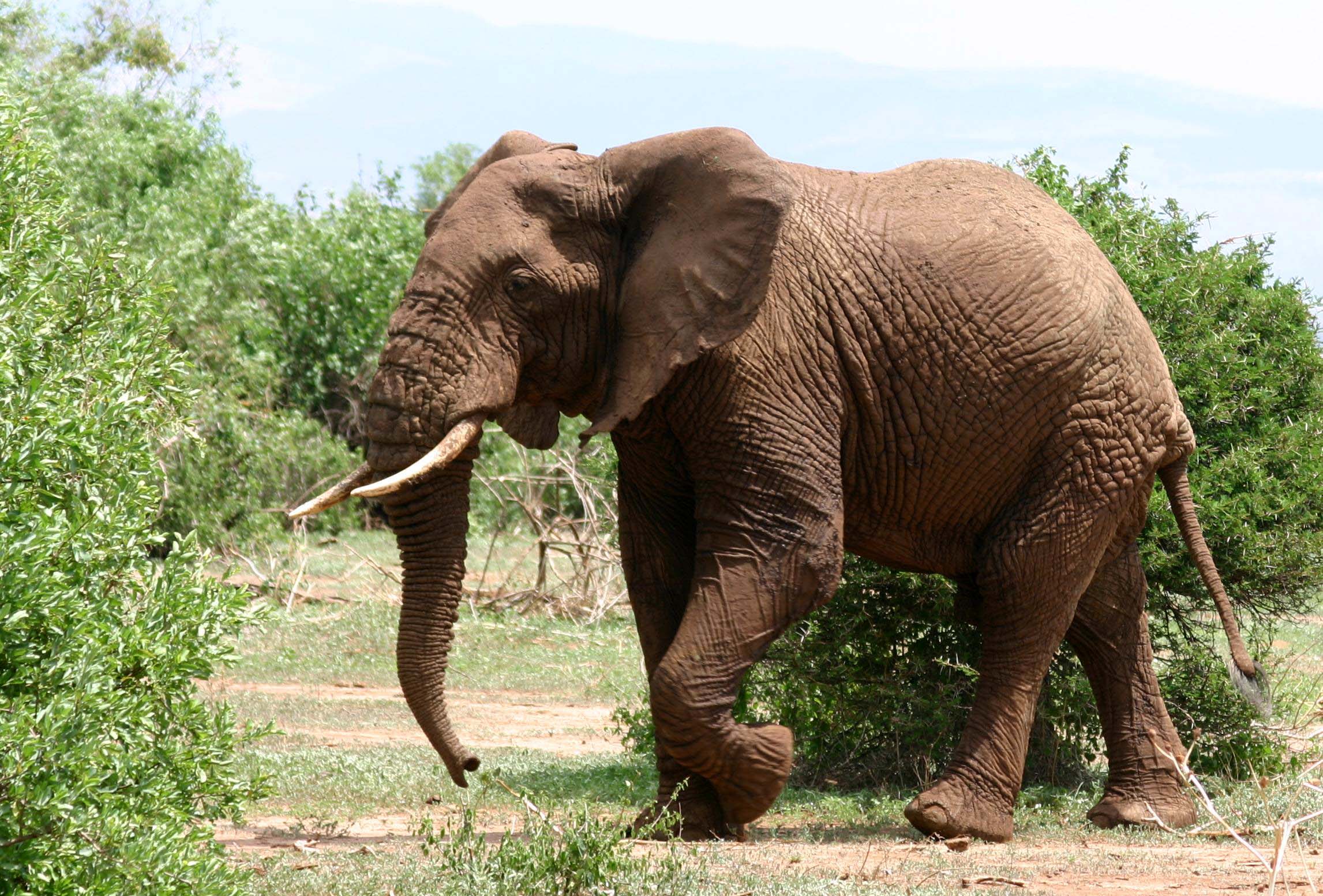 File:African Elephant walking.JPG - Wikimedia Commons