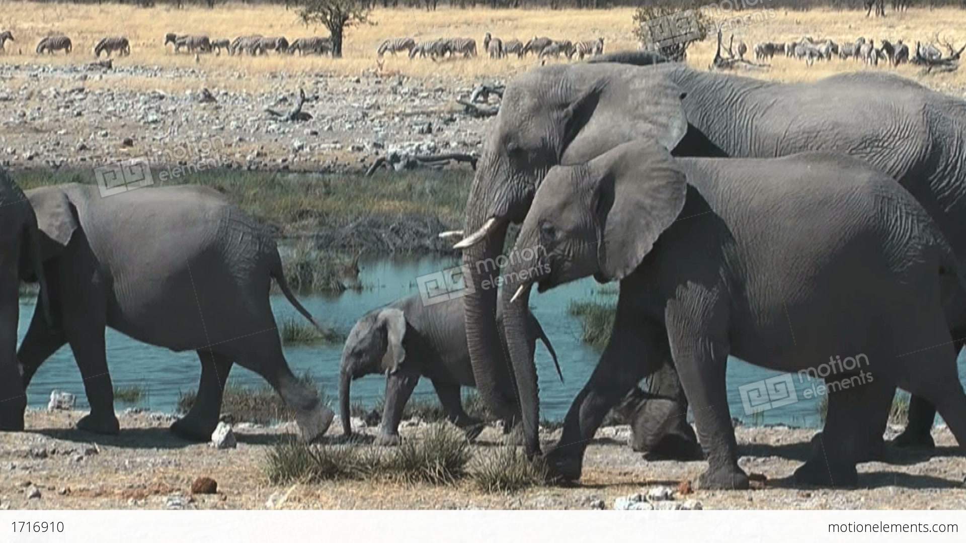 Elephants Walking In Single File At Waterhole Stock video footage ...