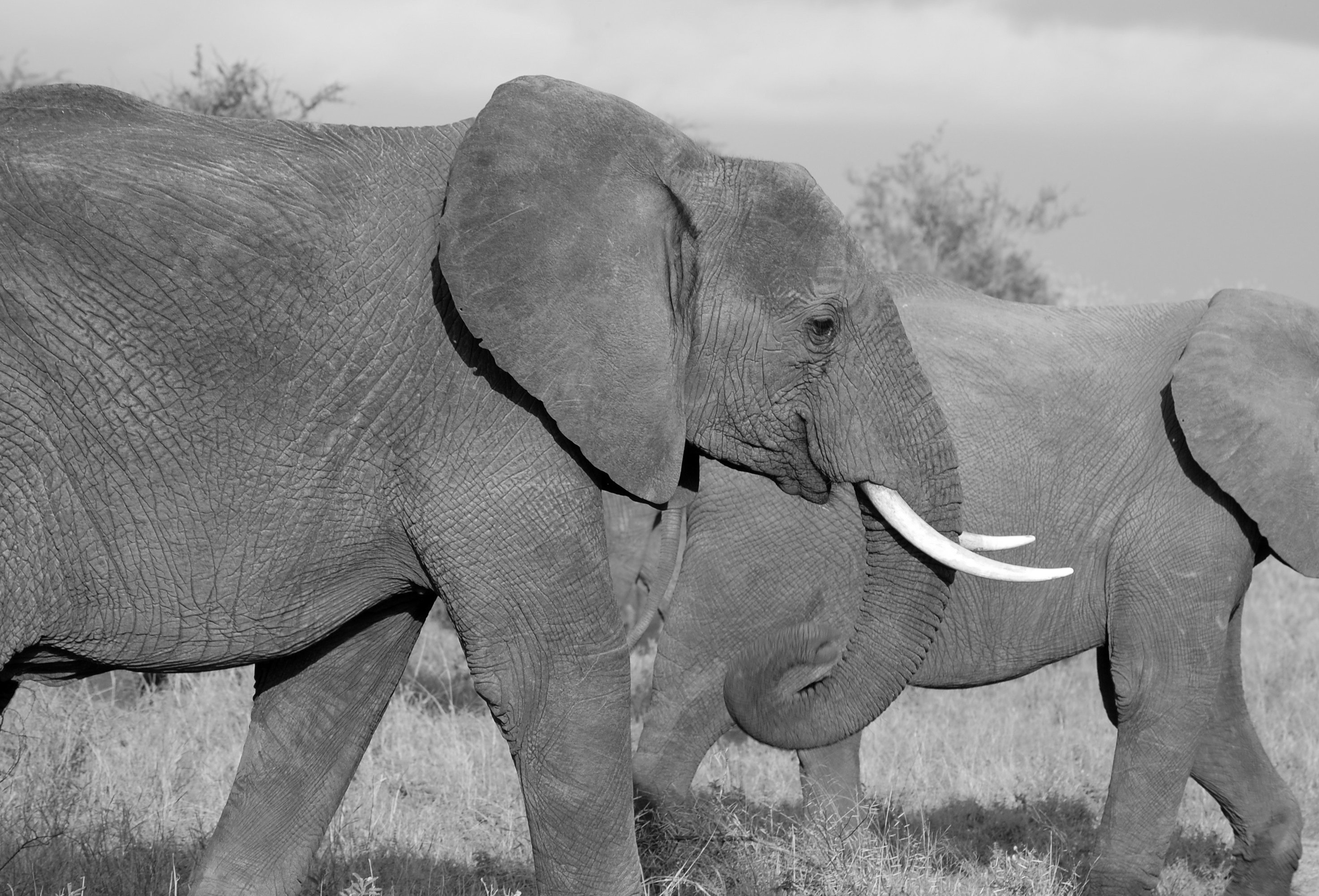 Grey elephants walking photo