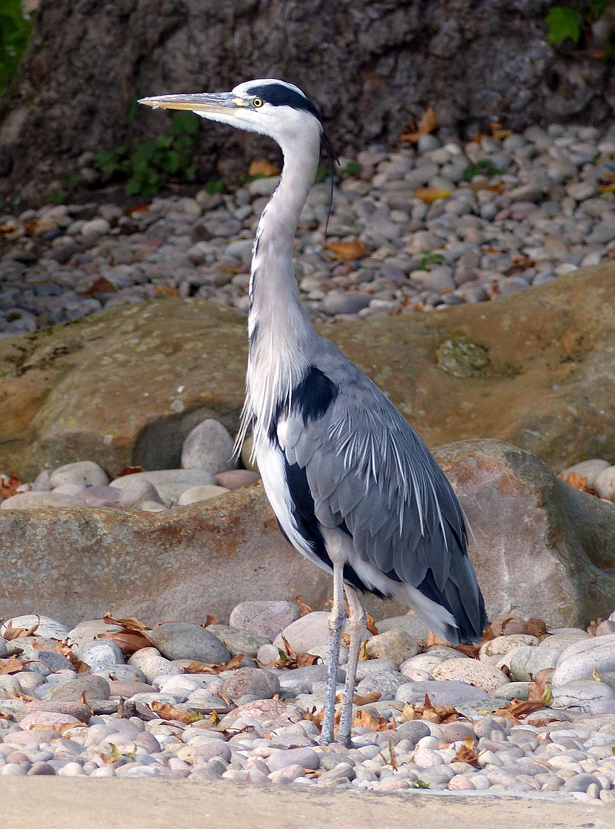 Grey heron | New Zealand Birds Online