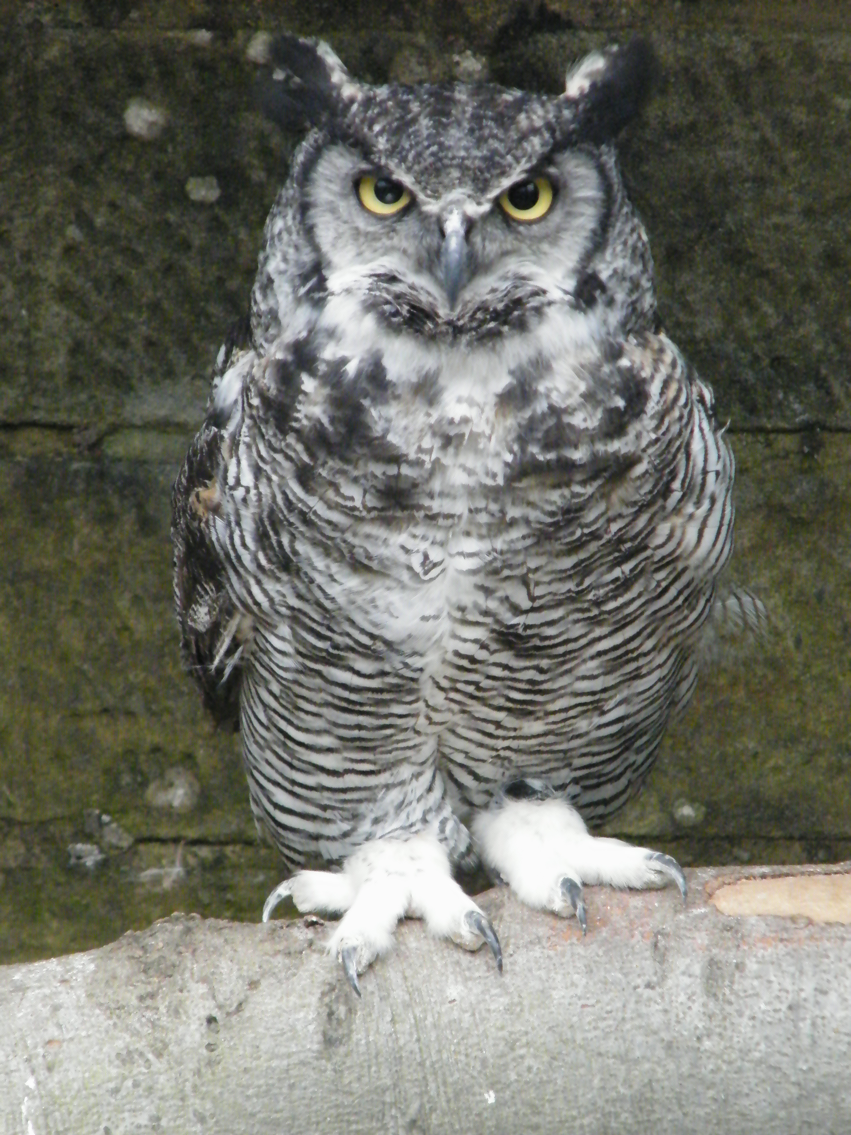 great grey owl | scotowlblog
