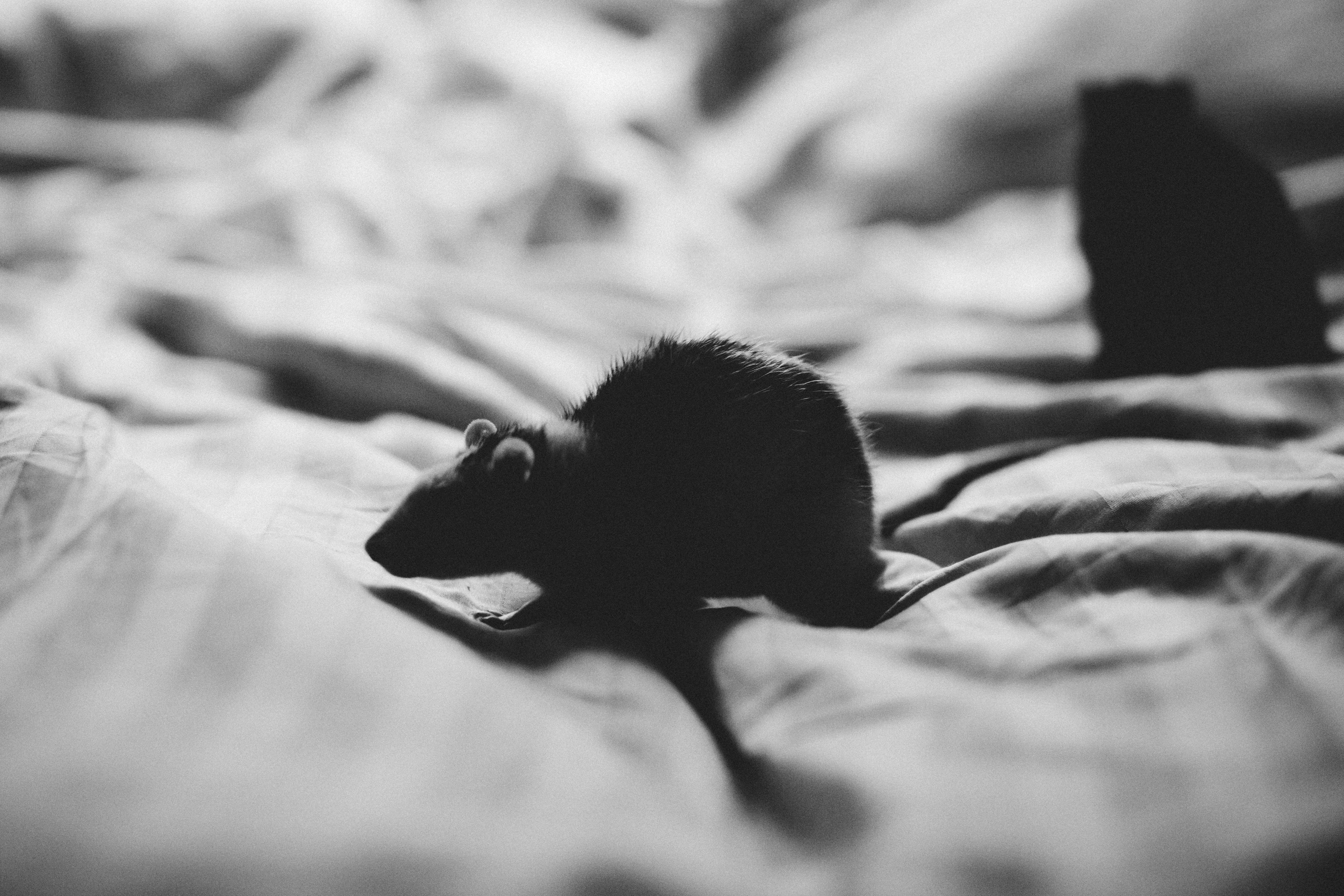Grey Scale Photo of Mouse in Textile, Animals, Bed, Black and white, Blur, HQ Photo