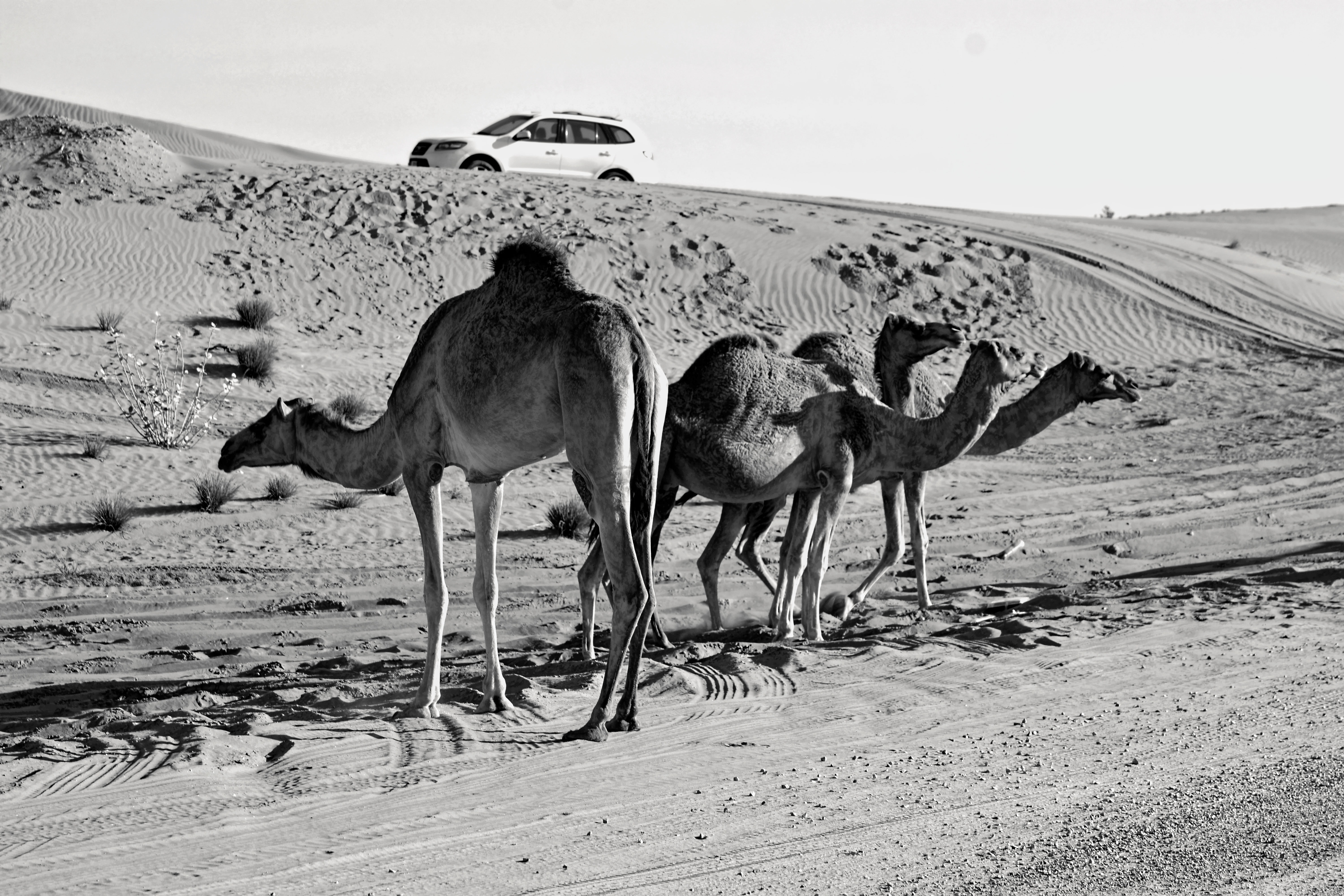 Grey scale photography of three camels on desert