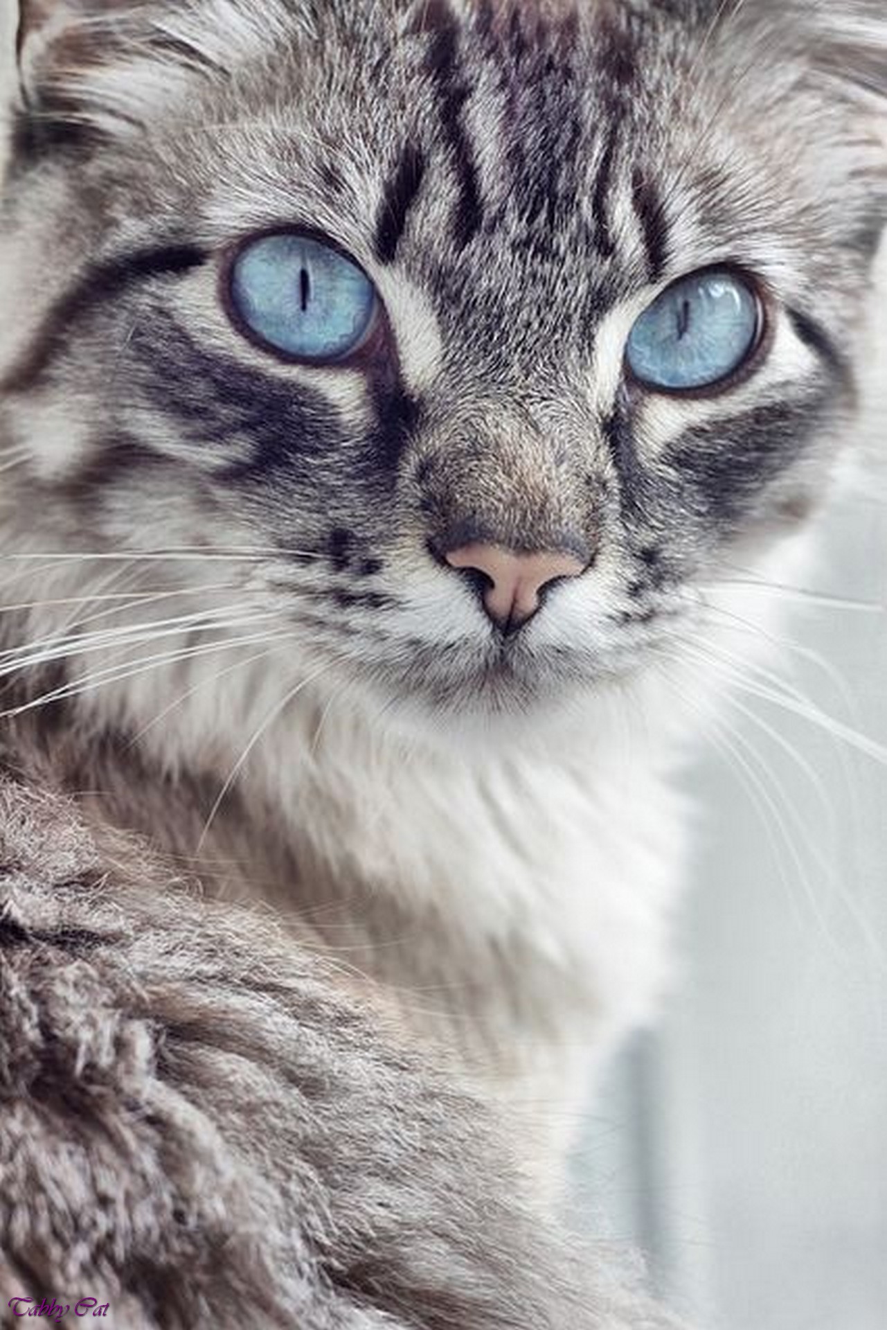 Image - Grey-tabby-cat-with-blue-eyes-dark-grey-tabby-cat-black ...