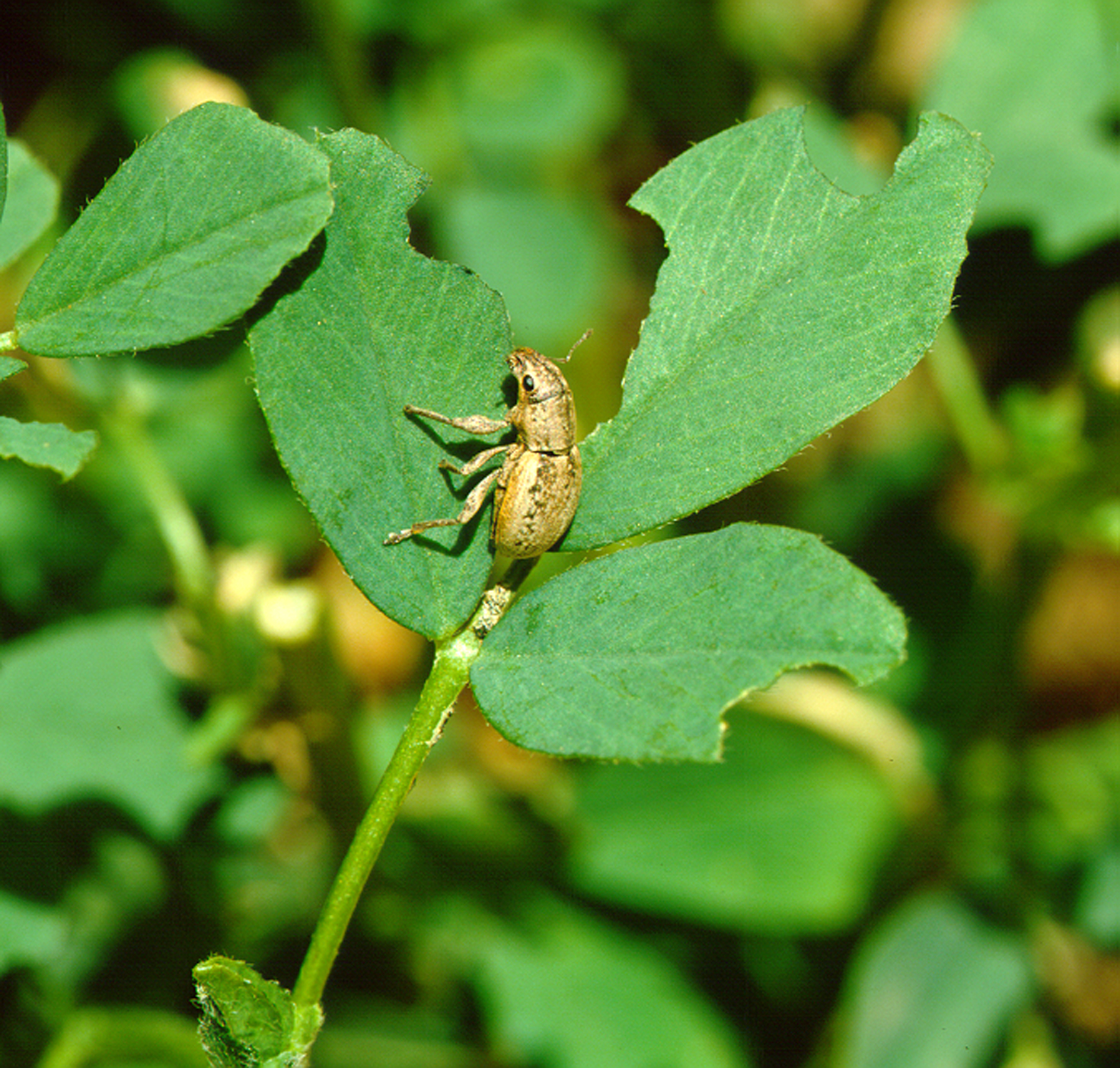 Diagnosing weevils in canola | Agriculture and Food