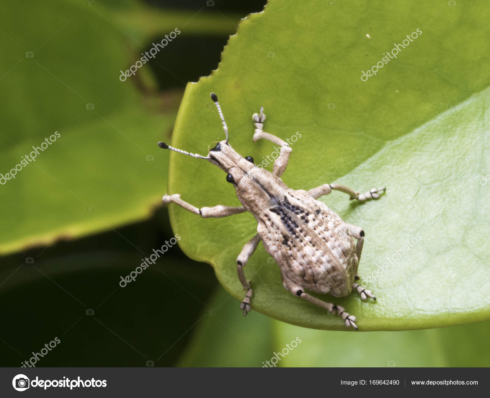 insect weevil,Curculionidae — Stock Photo © photoncatcher63 #169642490
